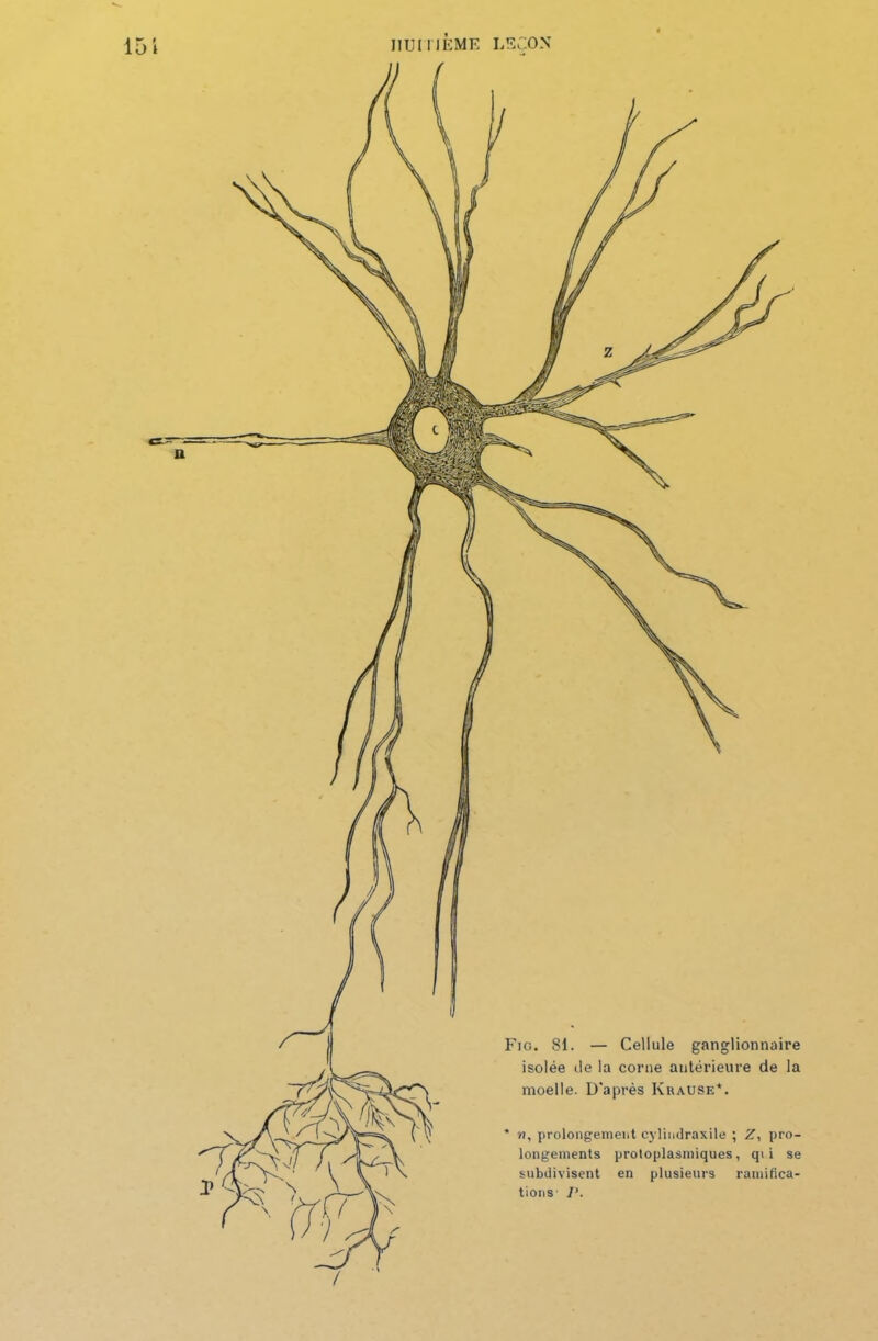 Fio. 81. — Cellule ganglionnaire isolée de la corne antérieure de la moelle. D'après Krause*. * u, prolongement cylindraxile ; Z, pro- longements protoplasmiques, qi i se subdivisent en plusieurs ramifica- tions' P.
