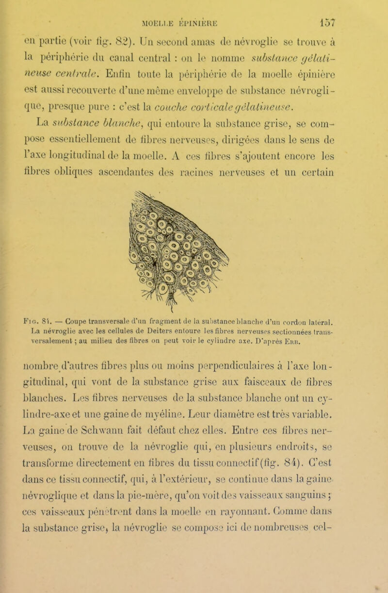 on partie (voit* lig. 82). Un second amas de névroglie se trouve à la périphérie du canal central : on le nomme substance yëlali- neuse centrale. Enfin toute la périphérie de la moelle épinière est aussi recouverte d’une même enveloppe de substance névrogli - que, presque pure : c’est la couche corticale gélatineuse. La substance blanche, qui entoure la substance grise, se com- pose essentiellement de libres nerveuses, dirigées dans le sens de l’axe longitudinal de la moelle. A ces libres s’ajoutent encore les libres obliques ascendantes des racines nerveuses et un certain Fig. 8'i. — Coupe transversale d’un fragment de la substance blanche d’un cordon latéral. La névroglie avec les cellules de Deiters entoure les libres nerveuses sectionnées trans- versalement ; au milieu des fibres on peut voir le cylindre axe. D'après Ehb. nombre d'autres libres plus ou moins perpendiculaires à l’axe lon- gitudinal, qui vont de la substance grise aux faisceaux de libres blanches. Les libres nerveuses de la substance blanche ont un ej*- lindre-axe et une gaine de myéline. Leur diamètre est très variable. La gaine de Schwann fait défaut chez elles. Entre ces libres ner- veuses, on trouve de la névroglie qui, en plusieurs endroits, se transforme directement en fibres du tissu connectif (lig. 84). C’est dans ce tissu connectif, qui, à l’extérieur, se continue dans la gaine, névrogliqtie et dans la pie-mère, qu’on voit des vaisseaux sanguins ; ces vaisseaux pénètrent dans la moelle en rayonnant. Comme dans la substance grise, la névroglie se compose ici de nombreuses cel-