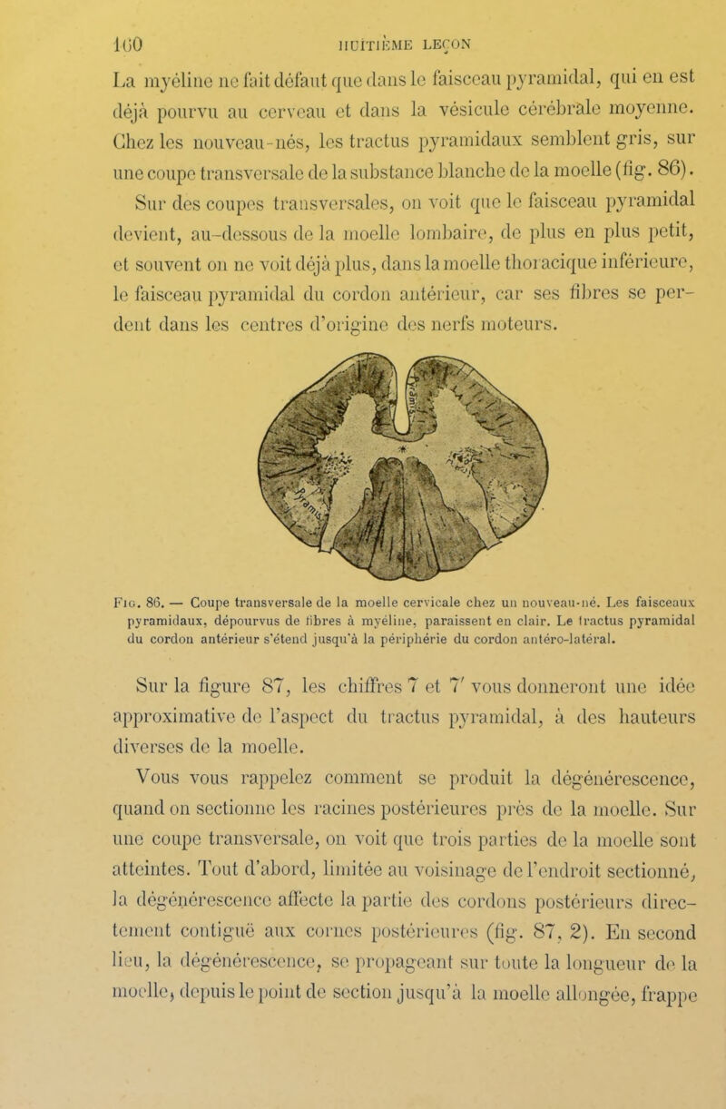 La myéline ne fait défaut que dans le faisceau pyramidal, qui en est déjà pourvu au cerveau et dans la vésicule cérébrale moyenne. Chez les nouveau-nés, les tractus pyramidaux semblent gris, sur une coupe transversale de la substance blanche de la moelle (lig. 86). Sur des coupes transversales, on voit que le faisceau pyramidal devient, au-dessous de la moelle lombaire, de plus en plus petit, et souvent on ne voit déjà plus, dans la moelle thoracique inférieure, le faisceau pyramidal du cordon antérieur, car ses fibres se per- dent dans les centres d’origine des nerfs moteurs. Fio. 86. — Coupe tx-ansversale de la moelle cervicale chez un nouveau-né. Les faisceaux pyramidaux, dépourvus de fibres à myéline, paraissent en clair. Le tractus pyramidal du cordon antérieur s'étend jusqu'à la périphérie du cordon antéro-latéral. Sur la figure 87, les chiffres 7 et 7' vous donneront une idée approximative de l’aspect du tractus pyramidal, à des hauteurs diverses de la moelle. Vous vous rappelez comment se produit la dégénérescence, quand on sectionne les racines postérieures près de la moelle. Sur une coupe transversale, on voit que trois parties de la moelle sont atteintes. Tout d’abord, limitée au voisinage de l’endroit sectionné, la dégénérescence affecte la partie des cordons postérieurs direc- tement contiguë aux cornes postérieures (fig. 87, 2). En second lieu, la dégénérescence, se propageant sur toute la longueur de la moellej depuis le point de section jusqu’à la moelle allongée, frappe