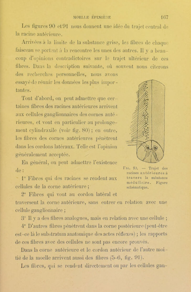 Les figures 90 et91 nous donnent une idée du trajet central de fibres. Dans la description suivante, où souvent nous citerons des recherches personnelles, nous avons essayé de réunir les données les plus impor- En général, on peut admettre l’existence Tig. 9J. — Trajet des 2° Fibi 'es qui vont au cordon latéral et traversent la corne antérieure, sans entrer en relation avec une cellule ganglionnaire ; 3° Il y a des fibres analogues, mais en relation avec une cellule ; est-ce là le substratum anatomique des actes réflexes) ; les rapports de ces fibres avec des cellules ne sont pas encore prouvés. Dans la corne antérieure et le cordon antérieur de l’autre moi- tié de la moelle arrivent aussi des fibres (5-6, fîg. 91). Les fibres, qui se rendent directement ou par les cellules gau- la racine antérieure. Tout d’abord, on peut admettre que cer - taines fibres des racines antérieures arrivent aux cellules ganglionnaires des cornes anté - Heures, et vont en particulier au prolonge- ment cvlindraxile (voir fîg. 80) ; en outre, les fibres des cornes antérieures pénètrent dans les cordons latéraux. Telle est l’opinion gêné raie men t accep t é e. 1° Fibres qui des racines se rendent aux cellules de la corne antérieure ; racines antérieures à travers la substance médullaire. Figure schématique.