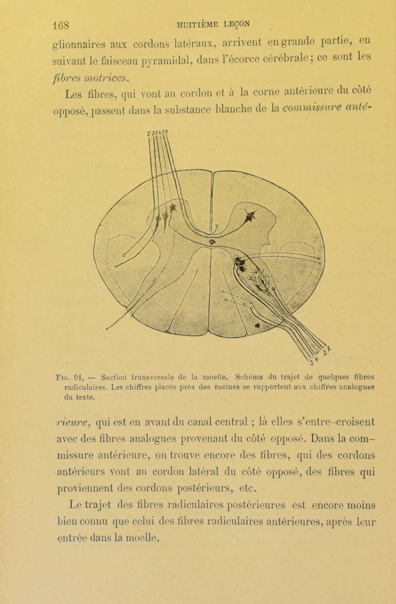 glionnaires aux cordons latéraux, arrivent en grande partie, en suivant le faisceau pyramidal, dans l’écorce cérébrale; ce sont les fibres motrices. Les fibres, qui vont au cordon et a la corne antérieure du côté opposé, passent dans la substance blanche de la commissure ante- Fig. 91. — Section transversale de la moelle. Schéma du trajet de quelques fibres radiculaires. Les chiffres placés près des racines se rapportent aux chiffres analogues du texte. rieure, qui est en avant du canal central ; là elles s’entre-croisent avec des fibres analogues provenant du côté opposé. Dans la com- missure antérieure, on trouve encore des fibres, qui des cordons antérieurs vont au cordon latéral du côté opposé, des fibres qui proviennent des cordons postérieurs, etc. Le trajet des fibres radiculaires postérieures est encore moins bien connu que celui des fibres radiculaires antérieures, après leur entrée dans la moelle.