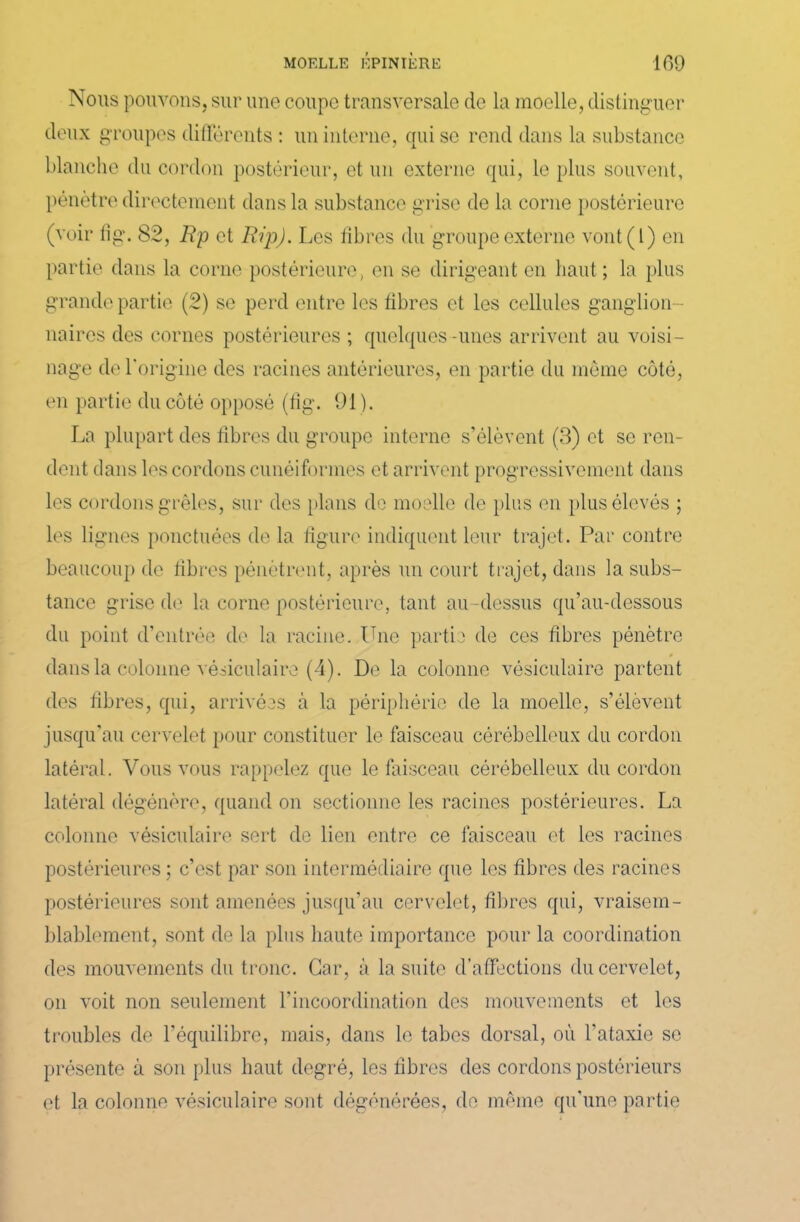Nous pouvons, sur une coupc transversale de la moelle, distinguer deux groupes différents : un interne, qui se rend dans la substance blanche du cordon postérieur, et un externe qui, le plus souvent, pénètre directement dans la substance grise de la corne postérieure (voir fîg. 82, Bp et Bip). Les libres du groupe externe vont(l) en partie dans la corne postérieure, en se dirigeant en haut; la plus grande partie (2) se perd entre les fibres et les cellules ganglion- naires des cornes postérieures ; quelques -unes arrivent au voisi- nage de l'origine des racines antérieures, en partie du même côté, en partie du côté opposé (fîg. 91). La plupart des libres du groupe interne s’élèvent (3) et se ren- dent dans les cordons cunéiformes et arrivent progressivement dans les cordons grêles, sur des plans de moelle de plus en plus élevés ; les lignes ponctuées de la figure indiquent leur trajet. Par contre beaucoup de fibres pénètrent, après un court trajet, dans la subs- tance grise de la corne postérieure, tant au-dessus qu’au-dessous du point d’entrée de la racine. Une partie de ces fibres pénètre dans la colonne vésiculaire (4). Do la colonne vésiculaire partent des fibres, qui, arrivées à la périphérie de la moelle, s’élèvent jusqu'au cervelet pour constituer le faisceau cérébelleux du cordon latéral. Vous vous rappelez que le faisceau cérébelleux du cordon latéral dégénère, quand on sectionne les racines postérieures. La colonne vésiculaire sert de lien entre ce faisceau et les racines postérieures; c’est par son intermédiaire que les fibres des racines postérieures sont amenées jusqu’au cervelet, fibres qui, vraisem- blablement, sont de la plus haute importance pour la coordination des mouvements du tronc. Car, à la suite d’affections du cervelet, on voit non seulement l’incoordination des mouvements et les troubles de l’équilibre, mais, dans le tabes dorsal, où l'ataxie se présente à son plus haut degré, les fibres des cordons postérieurs et la colonne vésiculaire sont dégénérées, de même qu'une partie