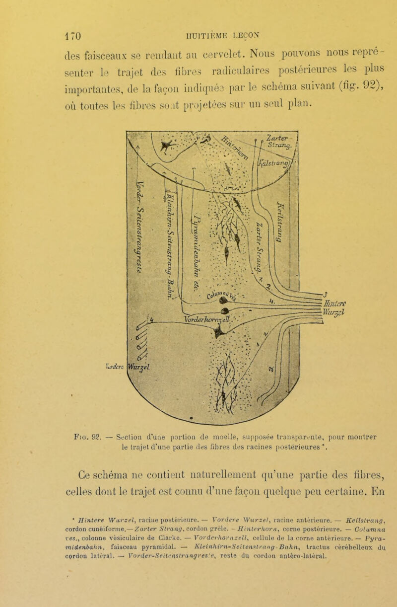 des faisceaux se rendant au cervelet. Nous pouvons nous repie senter le trajet des fibres radiculaires postérieures les plus importantes, de la façon indiquée par le schéma suivant (fig. 92), où toutes lus fibres sont projetées sur un seul plan. Tardert Fig. 92. — Section d’une portion de moelle, supposée transparente, pour montrer le trajet d’une partie des fibres des racines postérieures*. Ce schéma ne contient naturellement qu’une partie des fibres, celles dont le trajet est connu d’une façon quelque peu certaine. En * Jlintere Warzel, racine postérieure.— Vordere XVurzel, racine antérieure.— Keilslrctng, cordon cunéiforme.— Zarter St rang, cordon grêle. - Hinterhorn, corne postérieure. — Columna res., colonne vésiculaire de Clarke. — Vorderhornzell, cellule de la corne antérieure.— Pyra- midenbahn, faisceau pyramidal. — Iileinhirn-SeUenstrang-Bahn, tractus cérébelleux du cordon latéral. — Vorder-Seitmstrangres'e, reste du cordon antéro-latéral.