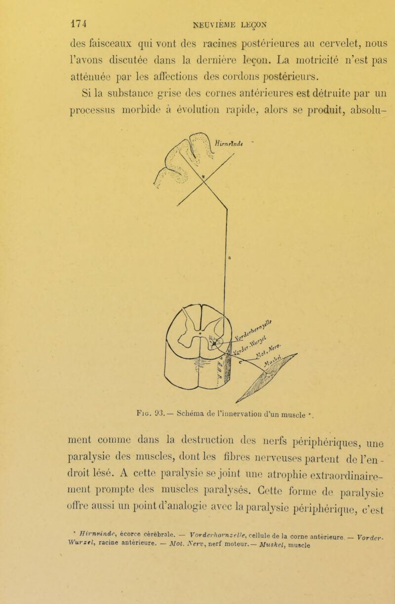 des faisceaux qui vont des racines postérieures au cervelet, nous l’avons discutée dans la dernière leçon. La motricité n’est pas atténuée par les affections des cordons postérieurs. Si la substance grise des cornes antérieures est détruite par un processus morbide à évolution rapide, alors se produit, absolu- ment comme dans la destruction des nerfs périphériques, une paralysie des muscles, dont les fibres nerveuses partent de l’en - droit lésé. A cette paralysie se joint une atrophie extraordinaire- ment prompte des muscles paralysés. Cette forme de paralysie offre aussi un point d’analogie avec la paralysie périphérique, c’est • Hirnrindc, écorce cérébrale. - VorderhomzeUe, cellule de la corne antérieure - Vordcr- Wurzel, racine antérieure. — Mot. A'ej-i1, nerf moteur.— Mushcl, muscle