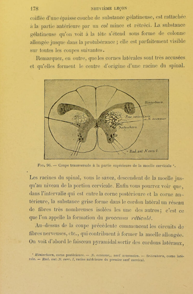 coiffée d’une épaisse couche de substance gélatineuse, est rattachée à la partie antérieure par un col mince et rétréci. La substance gélatineuse qu’on voit à la tête s’étend sous forme de colonne allongée jusque dans la protubérance ; elle est parfaitement visible sur toutes les coupes suivantes. Remarquez, en outre, que les cornes latérales sont très accusées et qu’elles forment le centre d’origine d’une racine du spinal. Fig. 96. — Coupe transversale à la parlie supérieure de la moelle cervicale *. Les racines du spinal, vous le savez, descendent de la moelle jus- qu’au niveau de la portion cervicale. Enfin vous pourrez voir que, dans l’intervalle qui est entre la corne postérieure et la corne an- térieure, la substance grise forme dans le cordon latéral un réseau de fibres très nombreuses isolées les une des autres; c’est ce que l’on appelle la formation du 'processus réticulé. Au-dessus de la coupe précédente commencent les circuits de fibres nerveuses, etc., qui contribuent à former la moelle allongée. On voit d’abord le faisceau pyramidal sortir des cordons latéraux, IIinto hoi Ti) corne postérieure. JY# Gccessovt) nerf accessoire. — Scilcïihov)i) corne laté- rale. — Rad. ant.N. cerr. I, racine antérieure du premier nerf cervical.