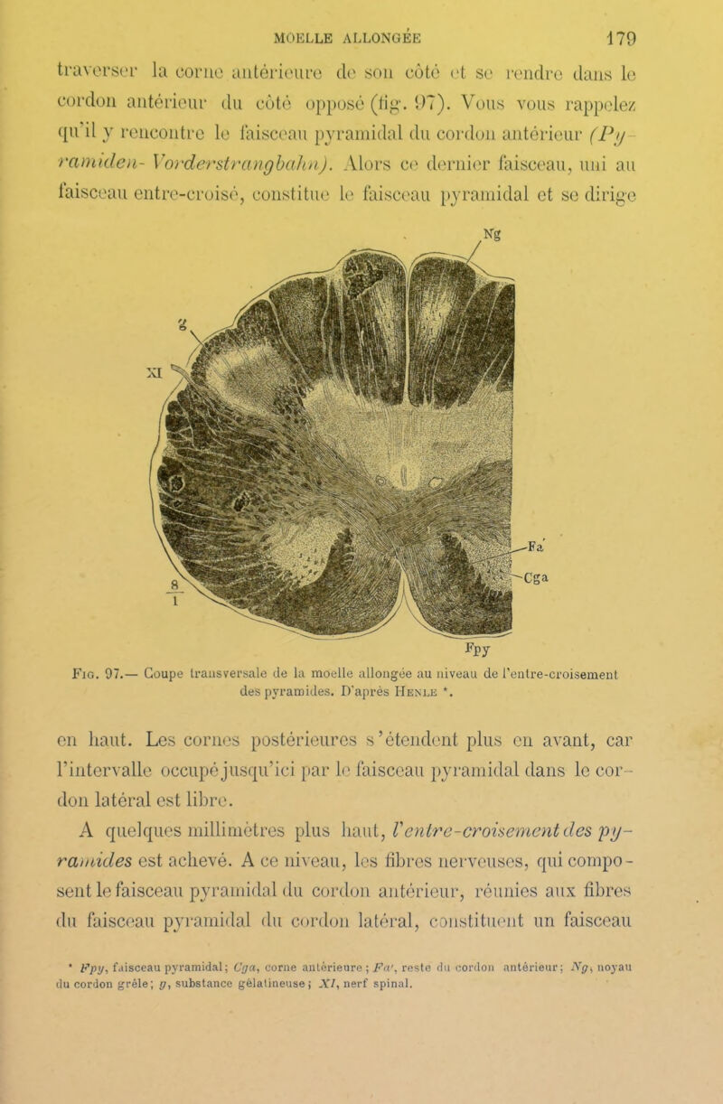 traverser la corne antérieure de son côté et se rendre dans le cordon antérieur du côté opposé (fig. 97). Vous vous rappelez qu il y rencontre le faisceau pyramidal du cordon antérieur (Py ramiden- Vorderstrangbahn). Alors ce dernier faisceau, uni au laisceau entre-croisé, constitue le faisceau pyramidal et se dirige Fig. 97.— Coupe transversale de la moelle allongée au niveau de l’entre-croisement des pyramides. D’après Henle *. en haut. Les cornes postérieures s’étendent plus en avant, car l’intervalle occupé jusqu’ici par le faisceau pyramidal dans le cor- don latéral est libre. A quelques millimètres plus \và\\l, T entre-croisement des py- ramides est achevé. À ce niveau, les fibres nerveuses, quicompo- sent le faisceau pyramidal du cordon antérieur, réunies aux fibres du faisceau pyramidal du cordon latéral, constituent un faisceau * Fpy, faisceau pyramidal; Cya, corne antérieure ; Fa', reste du cordon antérieur; ATg, noyau du cordon grêle; g, substance gélatineuse; XI, nerf spinal.