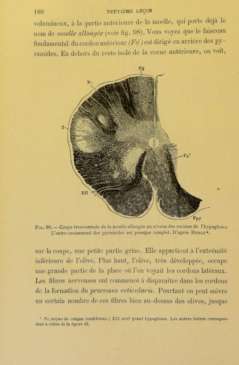 volumineux, à la partie antérieure de la moelle, qui porte déjà le nom de moelle allongée (voir fig. 98). Vous voyez que le faisceau fondamental du cordon antérieur (Fa) est dirigé en arrière des p) ramides. En dehors du reste isolé de la corne antérieure, on voit, Fig. 98. — Coupe transversale de la moelle, allongée au niveau des racines de l'hypoglosse L’entre-croisement des pyramides est presque complet. D'après Henle*. sur la coupe, une petite partie grise. Elle appartient à l'extrémité inférieure de l’olive. Plus haut, l’olive, très développée, occupe une grande partie de la place où l’on voyait les cordons latéraux. Les fibres nerveuses ont commencé à disparaître dans les cordons de la formation du 'processus reticularis. Pourtant on peut suivre un certain nombre de ces libres bien au-dessus des olives, jusque 4 AV, noyau du cordon cunéiforme ; XII, nerf grand hypoglosse. Les autres lettres correspon- dent à celles de la figure 97.