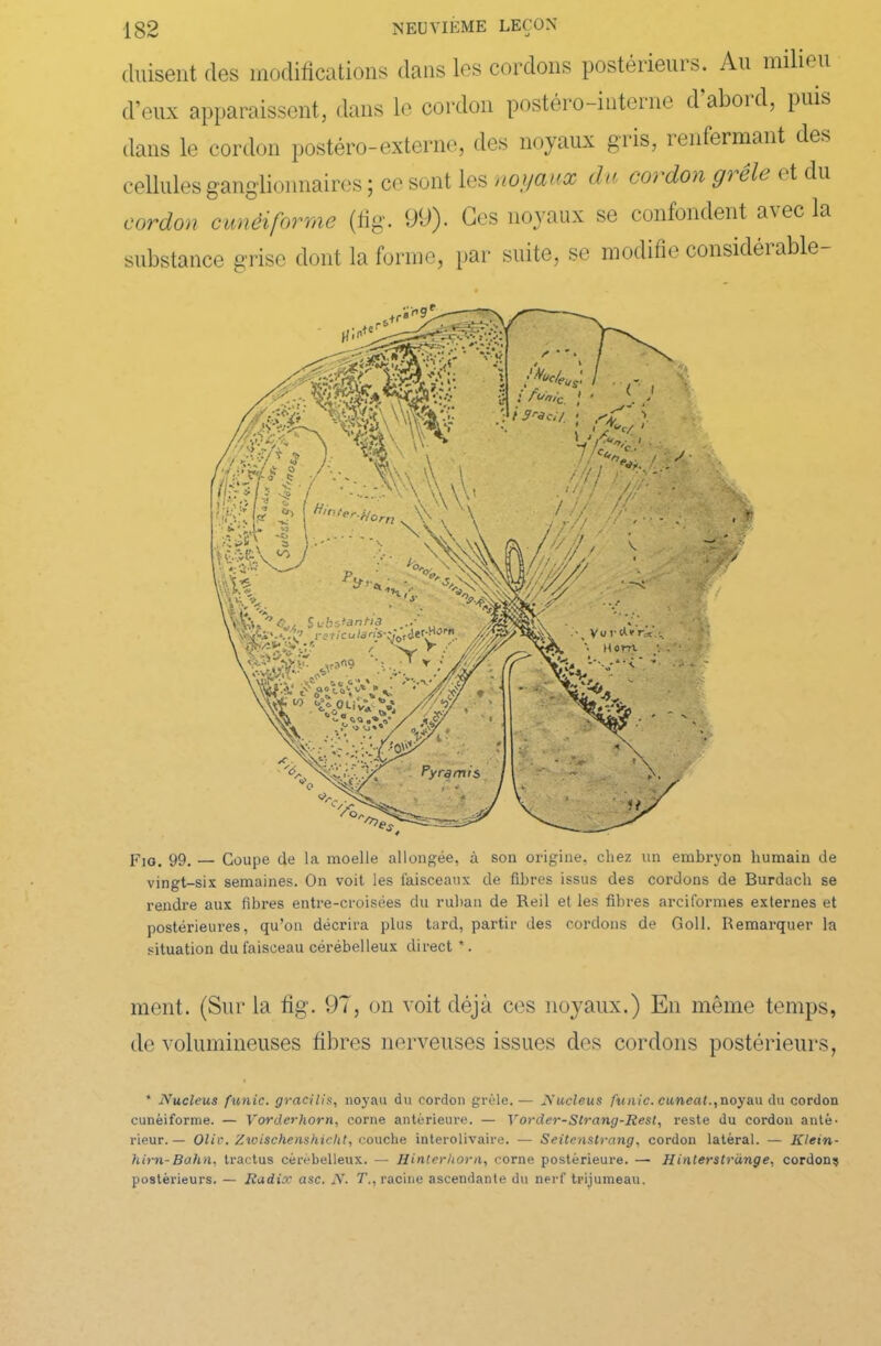 (luisent des modifications dans les cordons postérieurs. Au milieu d’eux apparaissent, dans le cordon postéro-interne daboid, puis dans le cordon postéro-externe, des noyaux gris, renfermant des cellules ganglionnaires ; ce sont les noyaux du coi don gi de et du cordon cunéiforme (fig. 99). Ces noyaux se confondent avec la substance grise dont la forme, par suite, se modifie considérable- Fjg. 99. — Coupe de la moelle allongée, à son origine, chez un embryon humain de vingt-six semaines. On voit les faisceaux de fibres issus des cordons de Burdach se rendre aux filmes entre-croisées du ruban de Reil et les fibres arciformes externes et postérieui’es, qu’on décrira plus tard, partir des cordons de Goll. Remarquer la situation du faisceau cérébelleux direct *. ment. (Sur la fig. 97, on voit déjà ces noyaux.) En même temps, de volumineuses fibres nerveuses issues des cordons postérieurs, * Nucléus funic. gracilis, noyau du cordon grêle. — Nucléus punie, cuneat.,noyau du cordon cunéiforme. — Vorderhorn, corne antérieure. — Vorder-Strang-Rest, reste du cordon anté- rieur.— Oliv. Zwischenshicht, couche interolivaire. - Seitenstrang, cordon latéral. — Klein- him-Bahn, tractus cérébelleux. — Hinterliorn, corne postérieure. — Hinterstrànge, cordons postérieurs. — Rudix asc. N. 7’., racine ascendante du nerf trijumeau.