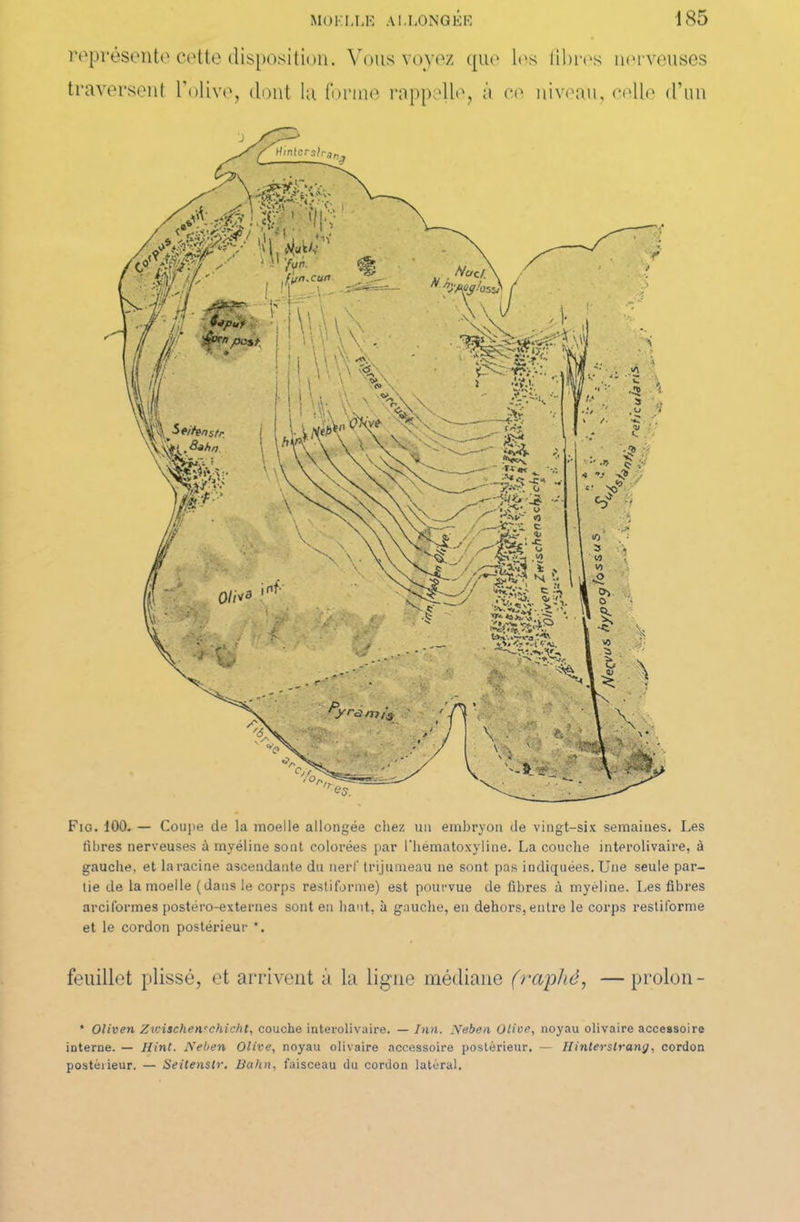 représente cette disposition. Vous voyez que les fibres nerveuses traversent l'olive, dont la forme rappelle, à ce niveau, celle d’un Fig. 100. — Coupe de la moelle allongée chez un embryon de vingt-six semaines. Les fibres nerveuses à myéline sont colorées par l'hématoxyline. La couche interolivaire, à gauche, et la racine ascendante du nerf trijumeau ne sont pas indiquées. Une seule par- tie de la moelle (dans le corps restiforme) est pourvue de fibres à myéline. Les fibres arciformes postéro-externes sont en haut, à gauche, eu dehors, entre le corps restiforme et le cordon postérieur *. feuillet plissé, et arrivent à la ligne médiane (raphé, —proion - * Oliven Zioischenrchicht, couche interolivaire. — Inn. Neben Olive, noyau olivaire accessoire interne. — Hint. Neben Olive, noyau olivaire accessoire postérieur. — Ilinterstrang, cordon postérieur. — Seitenstr. Bahn, faisceau du cordon latéral.