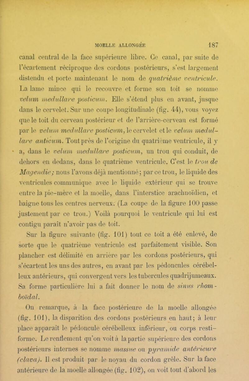 canal central de la lace supérieure libre. Ce canal, par suite de l’écartement réciproque des cordons postérieurs, s’est largement distendu et porte maintenant le nom de quatrième ventricule. La lame mince qui le recouvre et forme son toit se nomme vélum medullare posticum. Elle s’étend plus en avant, jusque dans le cervelet. Sur une coupe longitudinale (fig. 44), vous voyez que le toit du cerveau postérieur et de l’arrière-cerveau est formé par le vélum medullare pnsticum, le cervelet et le vélum medul- lare anticum. Tout près de l’origine du quatrième ventricule, il y * a, dans le vélum medullare posticum, un trou qui conduit, de dehors en dedans, dans le quatrième ventricule. C’est le trou de Magendie; nous l’avons déjà mentionné; parce trou, le liquide des ventricules communique avec le liquide extérieur qui se trouve entre la pie-mère et la moelle, dans l'interstice arachnoïdien, et baigne tous les centres nerveux. (La coupe de la figure 100 passe justement par ce trou.) Voilà pourquoi le ventricule qui lui est contigu paraît n’avoir pas de toit. Sur la figure suivante (fig. 101) tout ce toit a été enlevé, de sorte que le quatrième ventricule est parfaitement visible. Son plancher est délimité en arrière par les cordons postérieurs, qui s’écartent les uns des autres, en avant par les pédoncules cérébel- leux antérieurs, qui convergent vers les tubercules quadrijumeaux. Sa forme particulière lui a fait donner le nom de sinus rhom- hoidal. On remarque, à la face postérieure de la moelle allongée (fig. 101), la disparition des cordons postérieurs en haut; à leur place apparaît le pédoncule cérébelleux inférieur, ou corps resti- forme. Le renflement qu’on voit à la partie supérieure des cordons postérieurs internes se nomme massue ou pyramide antérieure (clava). Il est produit par le noyau du cordon grêle. Sur la face antérieure de la moelle allongée (fig. 102), on voit tout d’abord les