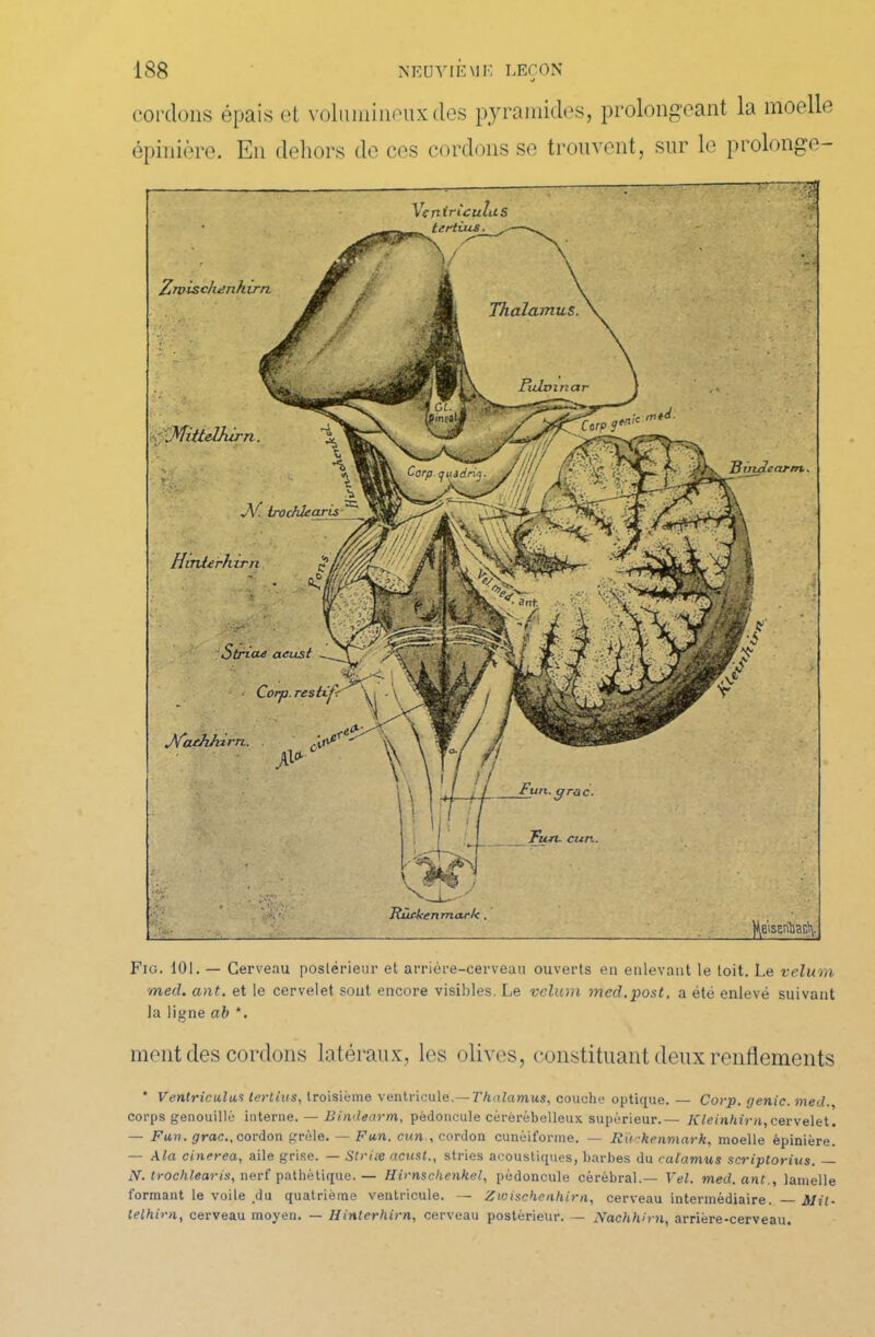 cordons épais et volumineux des pyramides, prolongeant la moelle épinière. En dehors de ces cordons se trouvent, sur le prolonge- Fig. 101. — Cerveau postérieur et arrière-cerveau ouverts eu enlevant le toit. Le vélum med. ant. et le cervelet sont encore visibles. Le vélum med.post. a été enlevé suivant la ligne ab *. ment des cordons latéraux, les olives, constituant deux renflements * Ventricules tertius, troisième ventricule.— Thalamus, couche optique. — Corp. génie, med. corps genouillé interne. — Bindearm, pédoncule cèrèrébelleux supérieur.— Kleinhirn,cervelet. — Fan. grac., cordon grêle. — F un. cun-, cordon cunéiforme. — Rw-kenmark, moelle épinière. — Ala cinerea, aile grise. — Striæ acust., stries acoustiques, barbes du calamus scriptorius. xV. trochlearis, nerf pathétique. — Himschenkel, pédoncule cérébral.— Vel. med. ant., lamelle formant le voile du quatrième ventricule. — Zwischenhirn, cerveau intermédiaire. MU- telhirn, cerveau moyen. — Hinterhirn, cerveau postérieur. — Nachhirn, arrière-cerveau.