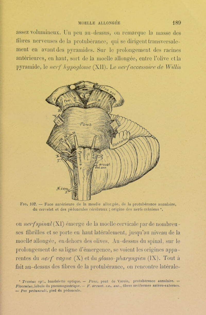 assez volumineux. Un peu au-dessus, on remarque la masse des libres nerveuses de la protubérance, qui se dirigent transversale- ment en avant des pyramides. Sur le prolongement des racines antérieures, en haut, sort de la moelle allongée, entre l’olive et la pyramide, le nerf hypoglosse (XII). Le nerf accessoire de Willis ou nerf spinal (XI) émerge de la moelle cervicale par de nombreu- ses fibrilles et se porte en haut latéralement, jusqu’au niveau de la moelle allongée, en dehors des olives. Au-dessus du spinal, sur le prolongement de sa ligne d’émergence, se voient les origines appa- rentes du nerf vague (X) et du glosso-pharyngien (IX). Tout à fait au-dessus des fibres de la protubérance, on rencontre latéralc- * Tractus op'., bandelette optique. — Pons, pont de Varole, protubérance annulaire. — Flocculus,lobule du pneumogastrique. — F. arcuat. ex., ont., fibres arciformes antéro-externes. — Pes pedunculi, pied du pédoncule.