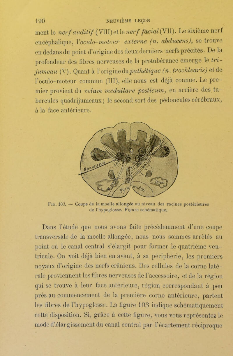 ment le nerf auditif (VIII) et le nerf facial II). Le sixième nert encéphalique, Y oculo-moteur externe (n. abducensj, se trouve en dedans du point d’origine des deux derniers nerfs précités. De la profondeur des fibres nerveuses de la protubérance émerge le tri- jumeau (V). Quant à l’origine du pathétique (n. trochlearis) et de l’oculo-moteur commun (III), elle nous est déjà connue. Le pre- mier provient du vélum medullare posticum, en arrière des tu- bercules quadrijumeaux; le second sort des pédoncules cérébraux, à la face antérieure. Fig. 103. — Coupe de la moelle allongée au niveau des racines postérieures de l'hypoglosse. Figure schématique. Dans l’étude que nous avons faite précédemment d’une coupe transversale de la moelle allongée, nous nous sommes arrêtés au point où le canal central s’élargit pour former le quatrième ven- tricule. On voit déjà bien en avant, à sa périphérie, les premiers noyaux d’origine des nerfs crâniens. Des cellules de la corne laté- rale proviennent les fibres nerveuses de l’accessoire, et de la région qui se trouve à leur face antérieure, région correspondant à peu près au commencement de la première corne antérieure, partent les fibres de l’hypoglosse. La figure 103 indique schématiquement cette disposition. Si, grâce à cette figure, vous vous représentez le mode d’élargissement du canal central par l’écartement réciproque