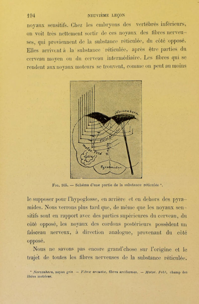 noyaux sensitifs. Chez les embryons des vertébrés inférieurs, on voit très nettement sortir de ces noyaux des libres nerveu- ses, qui proviennent de la substance réticulée, du côté opposé. Elles arrivent à la substance réticulée, après être parties du cerveau moyen ou du cerveau intermédiaire. Les libres cpii se « rendent aux noyaux moteurs se trouvent, comme on peut au moins Fig. 105. — Schéma d'une partie de la substance réticulée *. le supposer pour l’hypoglosse, en arrière et en dehors des pyra- mides. Nous verrons plus tard que, de même (pie les noyaux sen- sitifs sont en rapport avec des parties supérieures du cerveau, du côté opposé, les noyaux des cordons postérieurs possèdent un faisceau nerveux, à direction analogue, provenant du côté opposé. Nous 11e savons pas encore grand’chose sur l’origine et le trajet de toutes les libres nerveuses de la substance réticulée. * Xervenkern, noyau gris — Fit rtc arcualte, fibres arciformes. — Motor. Feltl, champ des fibres motrices.