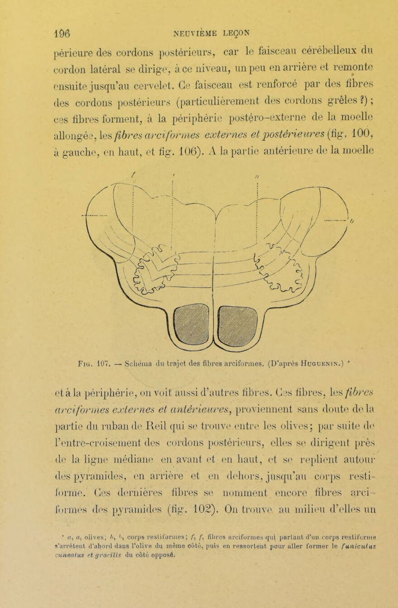 périeure des cordons postérieurs, car le faisceau cérébelleux du cordon latéral se dirige, à ce niveau, un peu en arrière et remonte ensuite jusqu’au cervelet. Ce faisceau est renforcé par des libres des cordons postérieurs (particulièrement des cordons grêles ?) ; ces fibres forment, à la périphérie postéro-externe de la moelle allongée, les fibres arciformes externes et postérieures (fig. 100, à gauche, en haut, et fig. 106). A la partie antérieure de la moelle Fig. 107. — Schéma du trajet des fibres arciformes. (D'après Hoquenin.) * et à la périphérie, on voit aussi d’autres fibres. Ces fibres, les fibres arciformes externes et antérieures, proviennent sans doute delà partie du ruban de Reil qui se trouve entre les olives; par suite de rentre-croisement des cordons postérieurs, elles se dirigent près de la ligne médiane en avant et en haut, et se replient autour des pyramides, on arrière et en dehors, jusqu’au corps resti- fornïe. Ces dernières fibres se nomment encore libres arci- formes des pyramides (fig. 102). On trouve au milieu d’elles un • «, a, olives; //, S corps resliformes; f, fibres arciformes qui parlant d’un corps reslifornie s'arrêtent d'abord dans l’olive du même côté, puis en ressortent pour aller former le funiculus cuneatus U gracilis du côté opposé.