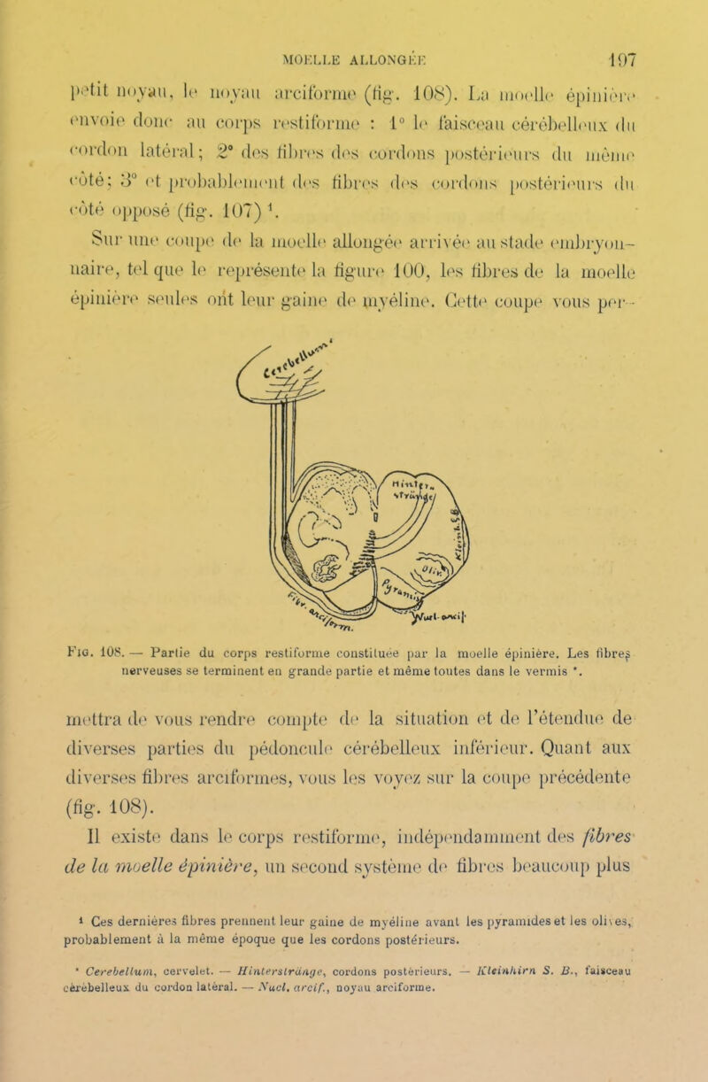 noyau, le noyau arciforme (lig. ION). La moelle épinière envoie donc au corps restiforme : 1° le faisceau cérébelleux du cordon latéral; 2° des libres dos cordons postérieurs du même « ùté; 3° <>t probablement des libres dos cordons postérieurs du côté opposé (fig. 107) b Sur une coupe de la moelle allongée arrivée au stade embryon- naire, tel que le représente la figure 100, les libres de la moelle épinière seules ont leur gaine de myéline. Cette coupe vous per Fig. 108. — Partie du corps restiforme constituée par la moelle épinière. Les fibre^ nerveuses se terminent en grande partie et même toutes dans le verrais *. mettra de vous rendre compte de la situation et de l’étendue de diverses parties du pédoncule cérébelleux inférieur. Quant aux diverses fibres arciformes, vous les voyez sur la coupe précédente («g- 108). Il existe dans le corps restiforme, indépendamment des (ibres de la moelle épinière, un second système de libres beaucoup plus 1 Ces dernières fibres prennent leur gaine de myéline avant les pyramides et les olives, probablement à la même époque que les cordons postérieurs. ’ Cerebellum, cervelet. — Kinterslraage, cordons postérieurs. — ICleinhirn S. B., faisceau cérébelleux, du cordon latéral. — Nucl, arcif., noyau arciforme.