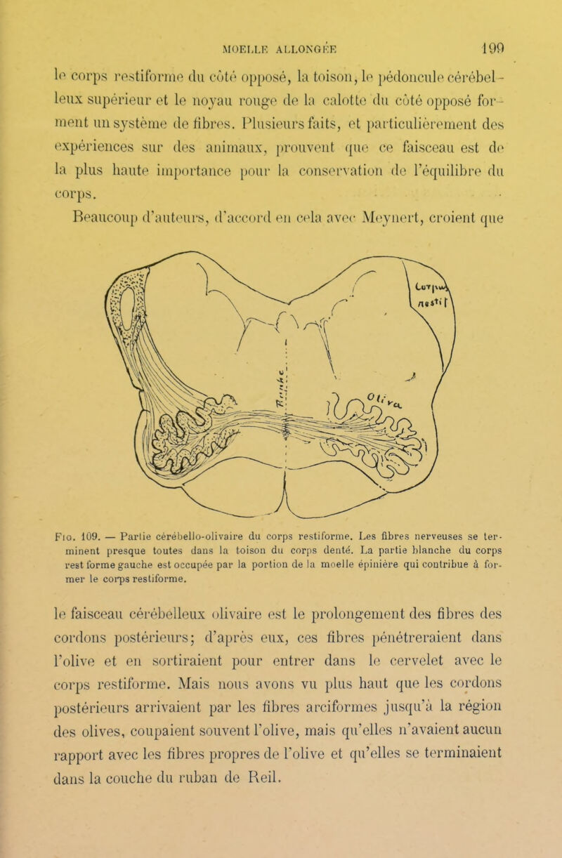 lo corps restiforme du côté opposé, la toison, le pédoncule cérébel- leux supérieur et le noyau rouge de la calotte du côté opposé for- ment un système défibrés. Plusieurs faits, et particulièrement des expériences sur des animaux, prouvent que ce faisceau est de la plus haute importance pour la conservation de l’équilibre du corps. Beaucoup d’auteurs, d’accord en cela avec Meynert, croient que Fia. 109. — Partie cérébello-olivaire du corps restiforme. Les fibres nerveuses se ter- minent presque toutes dans la toison du corps denté. La partie blanche du corps rest forme gauche est occupée par la portion de la moelle épinière qui contribue à for- mer le corps restiforme. le faisceau cérébelleux olivaire est le prolongement des fibres des cordons postérieurs; d’après eux, ces fibres pénétreraient dans l’olive et en sortiraient pour entrer dans le cervelet avec le corps restiforme. Mais nous avons vu plus haut que les cordons postérieurs arrivaient par les fibres arciformes jusqu’à la région des olives, coupaient souvent l'olive, mais qu’elles n'avaient aucun rapport avec les fibres propres de l’olive et qu’elles se terminaient dans la couche du ruban de Reil.