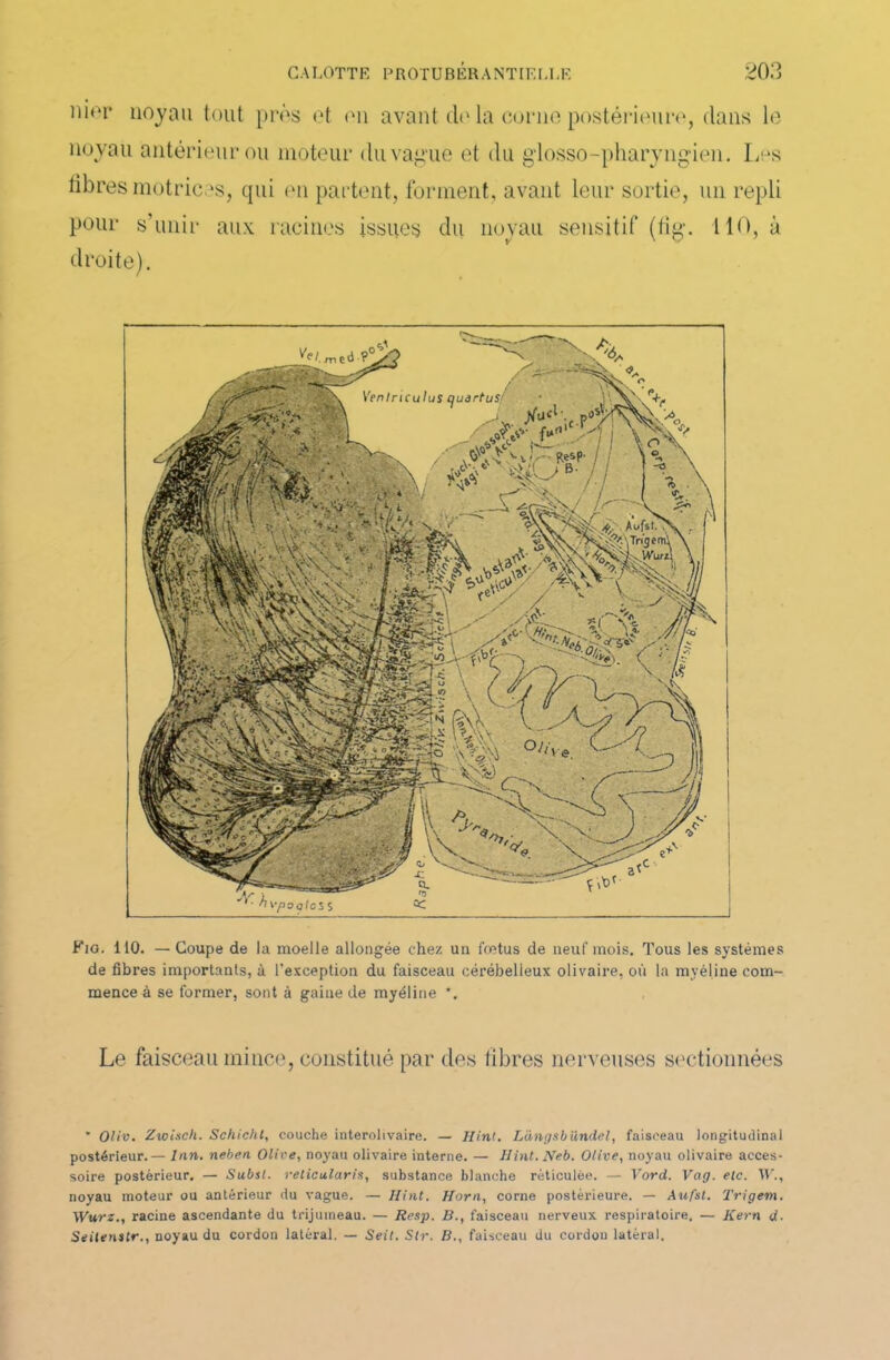 moi* noyau tout près et on avant cio la corne postérieure, dans le noyau antérieur ou moteur duvague et du gdosso-pharyngien. Los fibres motrices, qui on partent, forment, avant leur sortie, un repli pour s’unir aux racines issues du noyau sensitif (fig. 110, à Fig. 110. —Coupe de la moelle allongée chez un fœtus de neuf mois. Tous les systèmes de fibres importants, à l'exception du faisceau cérébelleux olivaire, où la myéline com- mence à se former, sont à gaine de myéline *. Le faisceau mince, constitué par des fibres nerveuses sectionnées ’ Oliv. ZwUch. Schicht, couche interolivaire. — Ilint. Langsbündel, faisceau longitudinal postérieur.— lin. neben Olive, noyau olivaire interne. — Ilint. Neb. Olive, noyau olivaire acces- soire postérieur. — Subsl. reticularis, substance blanche réticulée. — Yord. Vag. etc. IV., noyau moteur ou antérieur du vague. — Hint. Horn, corne postérieure. — Aufst. Trigem. Wurz., racine ascendante du trijumeau. — Resp. B., faisceau nerveux respiratoire. — Kern d. Seitenstr., noyau du cordon latéral. — Seit. Str. B., faisceau du cordon latéral.