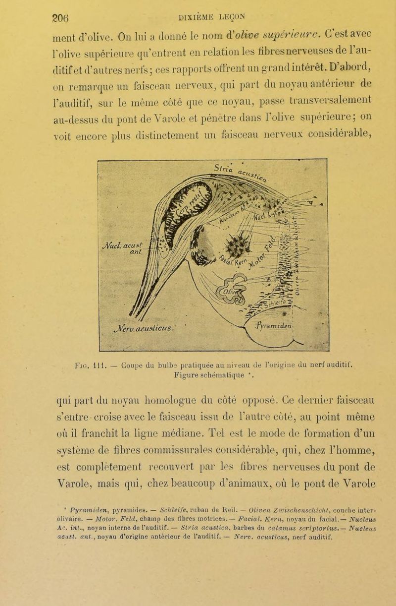 ment d’olive. On lui a donné le nom d'olive supérieure. C'est avec l'olive supérieure qu’entrent en relation les fibres nerveuses de 1 au- ditif et d’autres nerfs ; ces rapports olirent un grand intérêt. D abord, on remarque un faisceau nerveux, qui part du noyau antérieur de l’auditif, sur le même côté que ce noyau, passe transvoi salement au-dessus du pont de Varole et pénètre dans 1 olhe supérieuiej on voit encore plus distinctement un faisceau nerveux considérable, Fjo. 111. — Coupe du bulbe pratiquée au niveau de l’origine du ner! auditif. Figure schématique *. qui part du noyau homologue du côté opposé. Ce dernier faisceau où il franchit la ligne médiane. Tel est le mode de formation d’un système de fibres commissurales considérable, qui, chez l’homme, est complètement recouvert par les libres nerveuses du pont de Varole, mais qui, chez beaucoup d’animaux, où le pont de Varole * Pyramiden, pyramides. — Schleife, ruban de Reil. — Oliven Zwischenschicht, couehe inter- olivaire. — Motor. Feld, champ des fibres motrices.— Facial. Kern, noyau du facial. — 1Xucleus Ae. int., noyau interne de l'auditif. — Stria acustica, barbes du calamus scriptorius.— Nucléus acust. ant., noyau d’origine antérieur de l’auditif. — Nerv. acusticus, nerf auditif.