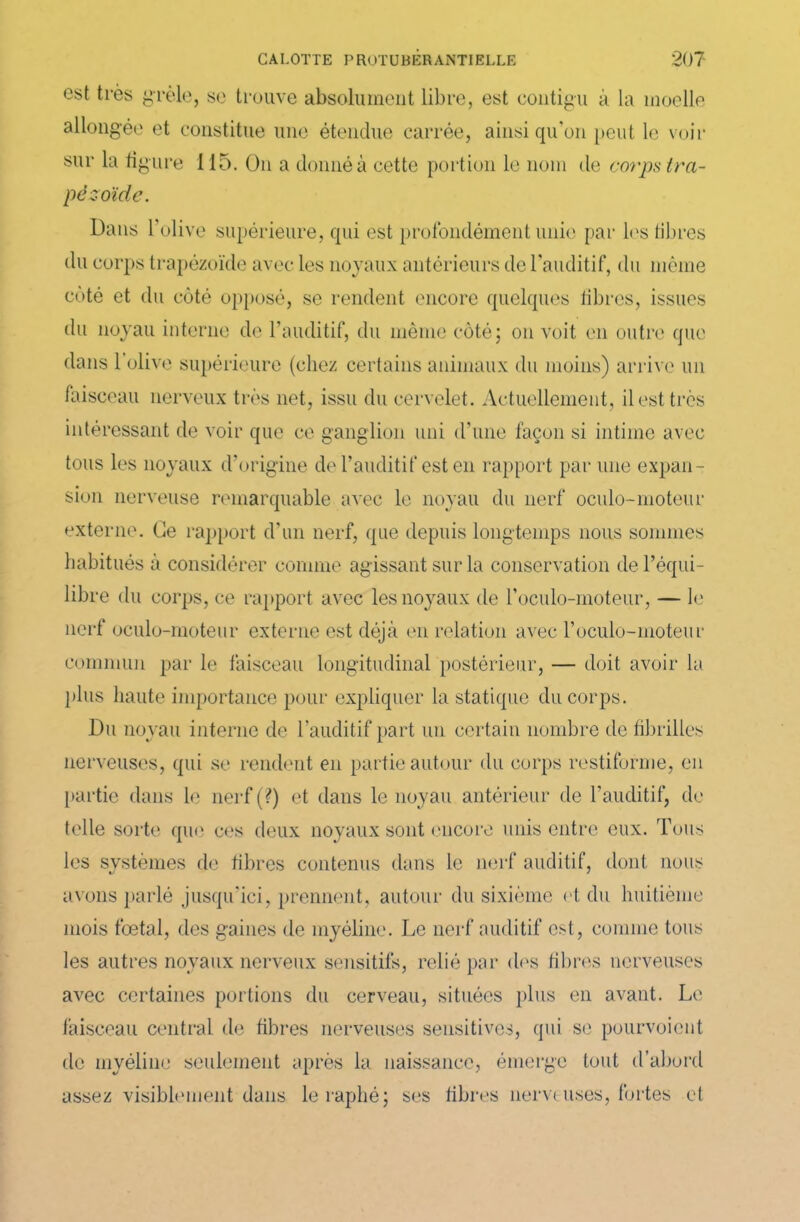 est très grêle, se trouve absolument libre, est contigu à la moelle allongée et constitue une étendue carrée, ainsi qu’on peut le voir sur la figure 115. On a donné à cette portion le nom de corps tra- pêzoïde. Dans l’olive supérieure, qui est profondément unie par les fibres du corps trapézoïde avec les noyaux antérieurs de l'auditif, du même côté et du côté opposé, se rendent encore quelques libres, issues du noyau interne de l’auditif, du même côté; on voit en outre que dans 1 olive supérieure (chez certains animaux du moins) arrive un faisceau nerveux très net, issu du cervelet. Actuellement, il est très intéressant de voir que ce ganglion uni d’une façon si intime avec tous les noyaux d’origine de l’auditif est en rapport par une expan- sion nerveuse remarquable avec le noyau du nerf oculo-moteur externe. Ce rapport d’un nerf, que depuis longtemps nous sommes habitués à considérer comme agissant sur la conservation de l’équi- libre du corps, ce rapport avec les noyaux de l’oculo-moteur, — le nerf oculo-moteur externe est déjà en relation avec l’oculo-moteur commun par le faisceau longitudinal postérieur, — doit avoir la plus haute importance pour expliquer la statique du corps. Du noyau interne de l’auditif part un certain nombre de fibrilles nerveuses, qui se rendent en partie autour du corps restiforme, en partie dans le nerf (?) et dans le noyau antérieur de l’auditif, de telle sorte que ces deux noyaux sont encore unis entre eux. Tous les systèmes de fibres contenus dans le nerf auditif, dont nous avons parlé jusqu'ici, prennent, autour du sixième et du huitième mois foetal, des gaines de myéline. Le nerf auditif est, comme tous les autres noyaux nerveux sensitifs, relié par des fibres nerveuses avec certaines portions du cerveau, situées plus en avant. Le faisceau central de fibres nerveuses sensitives, qui se pourvoient de myéline seulement après la naissance, émerge tout d’abord assez visiblement dans leraphé; ses fibres nerv< uses, fortes et