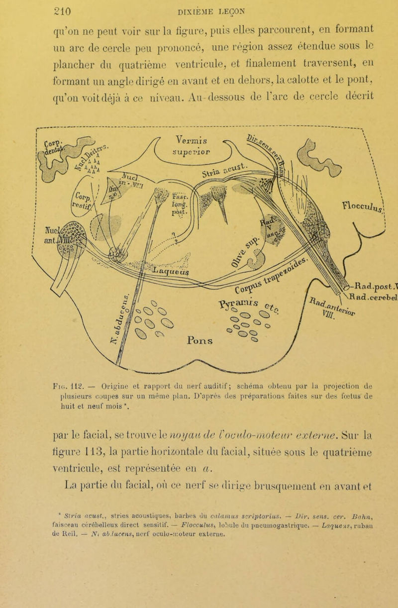 qu’on ne peut voir sur la figure, puis elles parcourent, en formant un arc de cercle peu prononcé, une région assez étendue sous le plancher du quatrième ventricule, et finalement traversent, en formant un angle dirigé en avant et en dehors, la calotte et le pont, qu’on voit déjà à ce niveau. Au-dessous de 1 arc de cercle décrit postfl '\Rad.eerebel Fui. 112. — Origine et rapport du nerf auditif; schéma obtenu par la projection de plusieurs coupes sur un même plan. D'après des préparations faites sur des fœtus de huit et neuf mois *. par le facial, se trouve le noyau de ïoculo-moteur externe. Sur la figure 113, la partie horizontale du facial, située sous le quatrième ventricule, est représentée en a. La partie du facial, où ce nerf se dirige brusquement en avant et * Stria ncust., stries acoustiques, barbes du calamus scriplorius. — Dir. sens. cer. Bahn, faisceau cérébelleux direct sensitif. — Flocculus, lobule du pneumogastrique. — Laqueits, ruban de Reil, — Ni ab.lucens, nerf oculu-moteur externe.