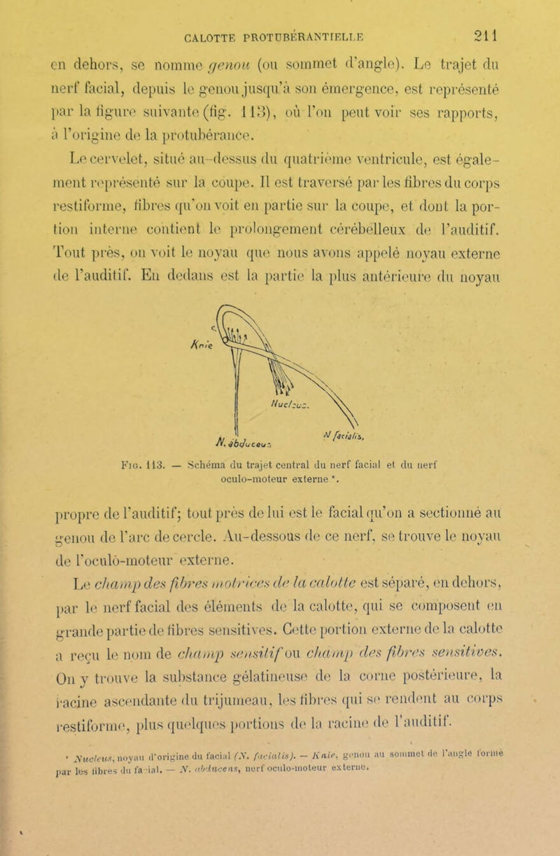 en dehors, se nomme genou (ou sommet d'angle). Le trajet du nerf facial, depuis le genou jusqu’à son émergence, est représenté par la ligure suivante (fig. 113), où l’on peut voir ses rapports, à l’origine de la protubérance. Le cervelet, situé au-dessus du quatrième ventricule, est égale- ment représenté sur la coupe. 11 est traversé par les fibres du corps restiforme, libres qu'on voit en partie sur la coupe, et dont la por- tion interne contient le prolongement cérébelleux de l’auditif. Tout près, on voit le noyau que nous avons appelé novau externe de l’auditif. En dedans est la partie la plus antérieure du noyau Fig. 113. — Schéma du trajet central du nerf facial et du nerf oculo-moteur externe *. propre de l’auditif; tout près délai est le facial qu’on a sectionné au oenou de l’arc de cercle. Au-dessous de ce nerf, se trouve le noyau de roculô-moteur externe. Le champ des fibres motrices de la calotte est séparé, en dehors, par le nerf facial des éléments de la calotte, qui se composent en grande partie de fibres sensitives. Cette portion externe de la calotte a reçu le nom de champ sensitif ou champ des fibres sensitives. On y trouve la substance gélatineuse de la corne postérieure, la racine ascendante du trijumeau, les libres qui se rendent au corps restiforme, plus quelques portions delà racine de l’auditif. ’ yudeiis, noyau d'origine du facial (S. facialis). — Knie, genou au sommet de 1 angle tortue par los libres du fa-ial. — -V. ubdwcens, nerf oculo-moteur externe.