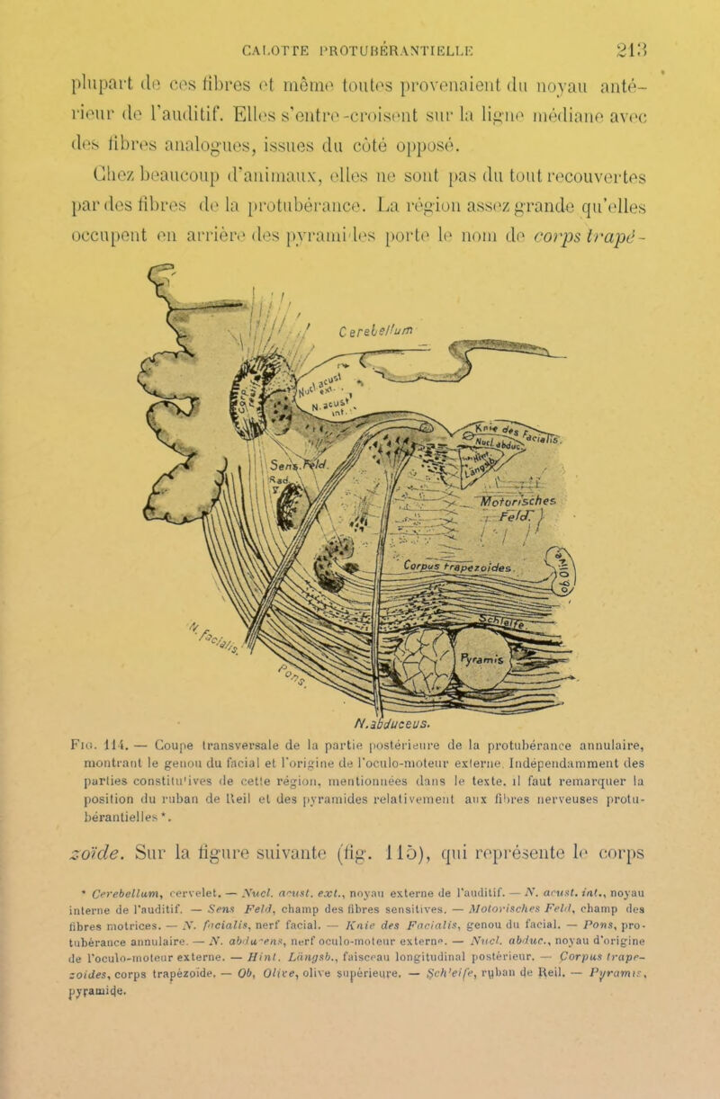 plupart de ces libres et même toutes provenaient du noyau anté- rieur de l’auditif. Elles s’entre-croisent sur la ligne médiane avec des libres analogues, issues du côté opposé. Chez beaucoup d’animaux, elles ne sont pas du tout recouvertes par des libres de la protubérance. La région assez grande qu’elles occupent en arrière des pyramides porte le nom de corps Irapè- Fig. 114. — Coupe transversale de la partie postérieure de la protubérance annulaire, montrant le genou du facial et l'origine de l’oculo-moteur externe. Indépendamment des parties constitu'ives de cette région, mentionnées dans le texte, il faut remarquer la position du ruban de Iteil et des pyramides relativement aux fibres nerveuses protu- bérantielles *. zoiide. Sur la ligure suivante (fig. 115), qui représente le corps * Cerebellum, cervelet. — Nucl, neust. exl., noyau externe de l'auditif. — A’, arust. int., noyau interne de l’auditif. — Sens Feld, champ des fibres sensitives. — Motorisches Feld, champ des fibres motrices. — A*, fncialis, nerf facial. — K nie des Facialis, genou du facial. — Pons, pro- tubérance annulaire. — N. abdu-’ens, nerf oculo-moteur externe. — Nucl, abdue., noyau d'origine de l’oculo-moteur externe. — Hinl. Liingsb., faisceau longitudinal postérieur. — Çorpus h-ape- zoides, corps trapézoïde, — Ob, Offre, olive supérieure. — ftch'eife, ryban de Reil. — Pyramis, pyramide.