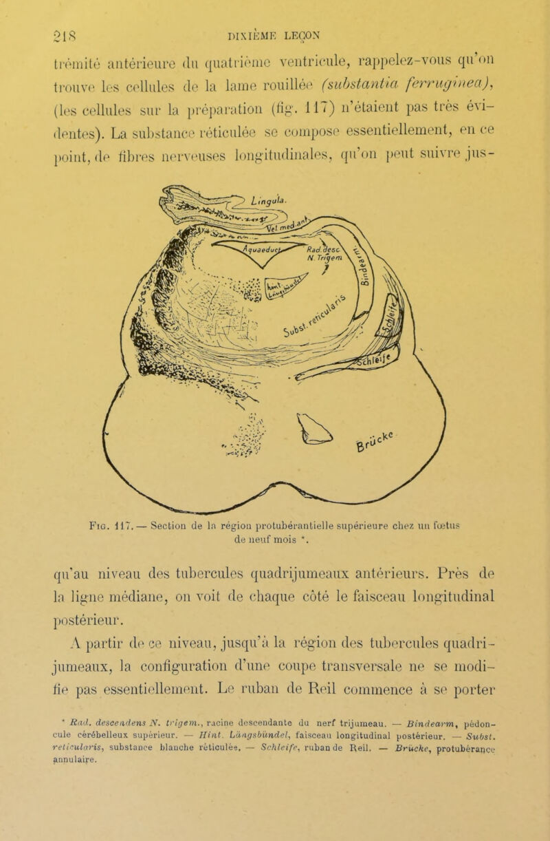 t rémité antérieure du quatrième ventricule, rappelez-vous qu on trouve les cellules de la lame rouillée (substantiel ferruginea), (les cellules sur la préparation (fig. 11 <) n étaient pas très éxi- dentes). La substance réticulée se compose essentiellement, en ce point, de fibres nerveuses longitudinales, qn on peut sui\ re jus - Fig. HT.— Section de la région protubérantielle supérieure chez un fœtus de neuf mois *. qu’au niveau des tubercules quadrijumeaux antérieurs. Près de la ligne médiane, on voit de chaque côté le faisceau longitudinal postérieur. A partir de ce niveau, jusqu’à la région des tubercules quadri- jumeaux, la configuration d’une coupe transversale ne se modi- fie pas essentiellement. Le ruban de Reil commence à se porter * Rad. descendens N. trigem., racine descendante du nerf trijumeau. — Bindearm, pédon- cule cérébelleux supérieur. — Ilint. Lüagsbündel, faisceau longitudinal postérieur. — Subst. relirularis, substance blanche réticulée, — Schleife, ruban de Reil. — Bruche, protubérance annulaire.