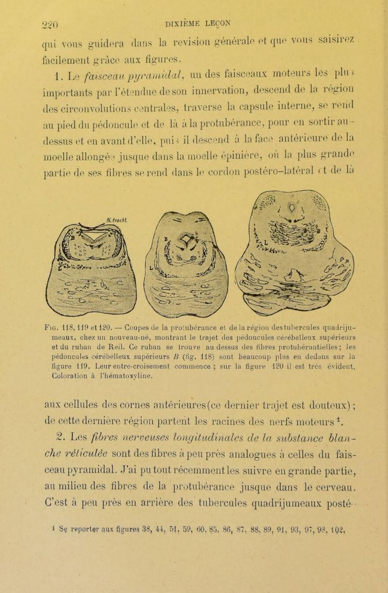 qui vous guidera clans la révision générale et que vous saisirez facilement grâce aux figures. 1. Le faisceau pyramidal, un des faisceaux moteurs les plu> importants par l’étendue de son innervation, descend de la région des circonvolutions centrales, traverse la capsule interne, se îend au pied du pédoncule et de la à la protubérance, pour en sortie au- dessus et en avant d’elle, puL il descend a la face antérieure de la moelle allongée jusque dans la moelle épiniere, ou la plus grande partie de ses fibres se rend dans le cordon postéro-latéral c t de la Fig. 118,110 et 120. — Coupes de la protubérance et de la région des tubercules quadriju- meaux, chez un nouveau-né, montrant le trajet des pédoncules cérébelleux supérieurs et du ruban de Reil. Ce ruban se trouve au dessus des libres protubérantielles ; les pédoncules cérébelleux supérieurs B (fig. 118) sont beaucoup plus en dedans sur la figure 119. Leur entre-croisement commence; sur la figure 120 il est très évident. Coloration à l’hématoxyline. aux cellules des cornes antérieures (ce dernier trajet est douteux) ; de cette dernière région partent les racines des nerfs moteurs1. 2. Les fibres nerveuses longitudinales de la substance blan- che réticulée sont des fibres à peu près analogues à celles du fais- ceau pyramidal. J’ai pu tout récemment les suivre eu grande partie, au milieu des fibres delà protubérance jusque dans le cerveau. C’est à peu près en arrière des tubercules quadrijumeaux posté-- l Sç reporter aux figures 33, 44, 51, 59, 60. 85. 86, 87. 88. 89, 91, 93, 97, 98, 1Q2,