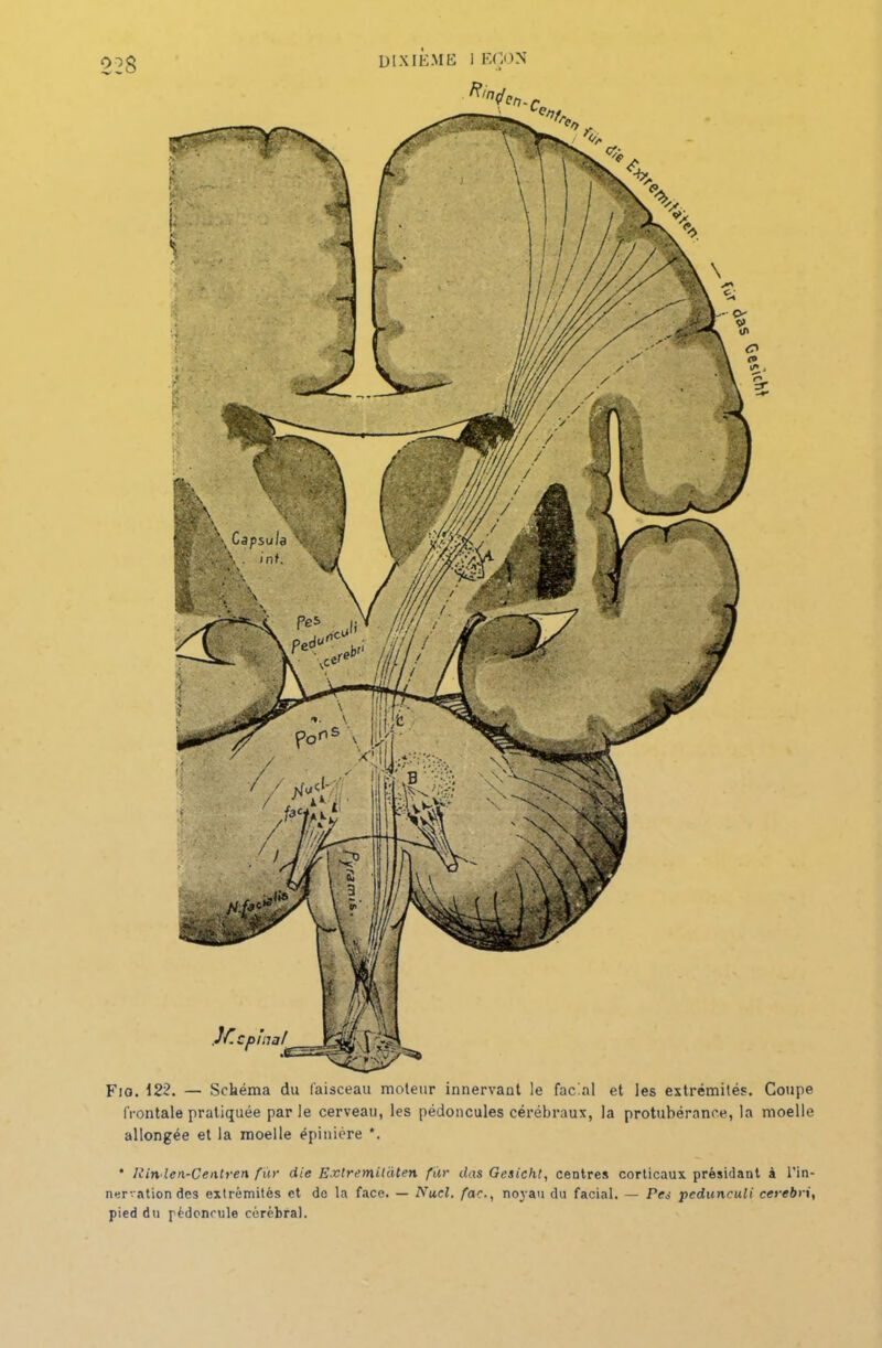 DIXIEME 1 ECO N Fio. 122. — Schéma du faisceau moteur innervant le facial et les extrémités. Coupe frontale pratiquée par le cerveau, les pédoncules cérébraux, la protubérance, la moelle allongée et la moelle épinière *. * liinlen-Ceutren fur die Exlremiidten fur das Gesicht, centres corticaux présidant à l’in- nervation des extrémités et de la face. — Nucl, fac., noyau du facial. — Pes pcdunculi cerebri, pied du pédoncule cérébral.