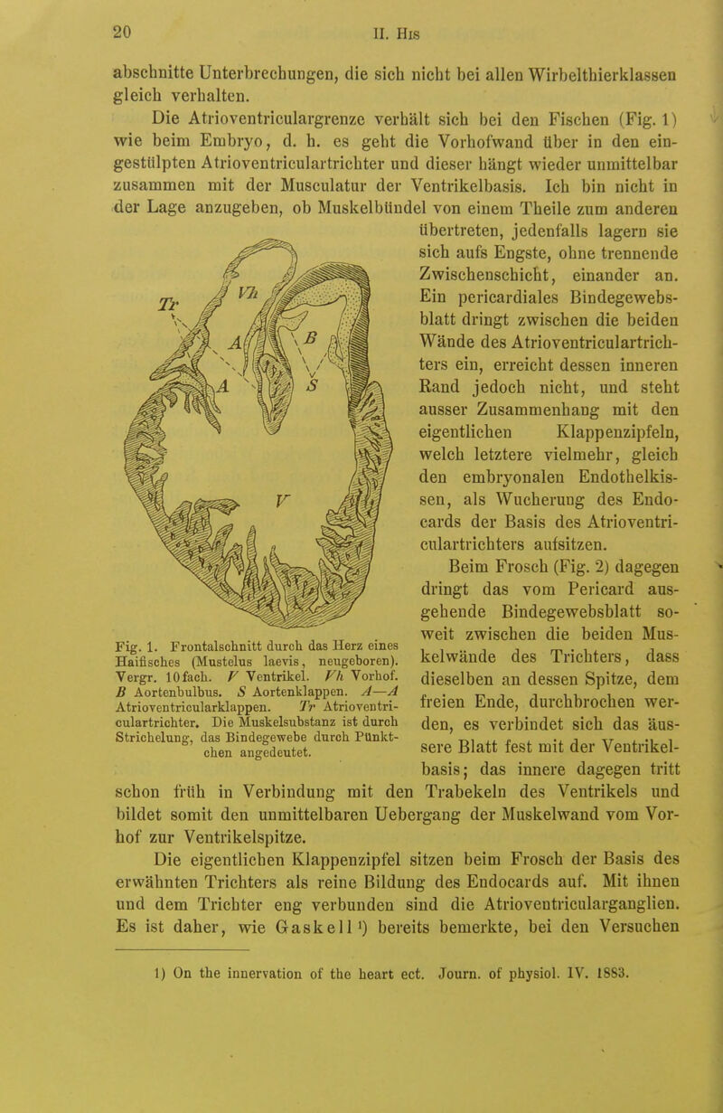 abschnitte UnterbrechungeD, die sich nicht bei allen Wirbelthierklassen gleich verhalten. Die Atrioventriculargrenze verhält sich bei den Fischen (Fig. 1) wie beim Embryo, d. h. es geht die Vorhofwand über in den ein- gestülpten Atrioventriculartrichter und dieser hängt wieder unmittelbar zusammen mit der Musculatur der Ventrikelbasis. Ich bin nicht in der Lage anzugeben, ob Muskelbündel von einem Theile zum anderen übertreten, jedenfalls lagern sie sich aufs Engste, ohne trennende Zwischenschicht, einander an. Ein pericardiales Bindegewebs- blatt dringt zwischen die beiden Wände des Atrioventriculartrich- ters ein, erreicht dessen inneren Rand jedoch nicht, und steht ausser Zusammenhang mit den eigentlichen Klappenzipfeln, welch letztere vielmehr, gleich den embryonalen Endothelkis- sen, als Wucherung des Endo- cards der Basis des Atrioventri- culartrichters aufsitzen. Beim Frosch (Fig. 2) dagegen dringt das vom Pericard aus- gehende Bindegewebsblatt so- weit zwischen die beiden Mus- kelwände des Trichters, dass dieselben an dessen Spitze, dem freien Ende, durchbrochen wer- den, es verbindet sich das äus- sere Blatt fest mit der Ventrikel- Fig. 1. Frontalschnitt durch das Herz eines Haifisches (Mustelus laevis, neugeboren). Vergr. 10 fach. V Ventrikel. Vh Vorhof. B Aortenbulbus. S Aortenklappen. A—A Atrioventricularklappen. Tr Atrioventri- culartrichter. Die Muskelsubstanz ist durch Strichelung, das Bindegewebe durch Punkt- chen angedeutet. basis; das innere dagegen tritt schon früh in Verbindung mit den Trabekeln des Ventrikels und bildet somit den unmittelbaren Uebergang der Muskelwand vom Vor- hof zur Ventrikelspitze. Die eigentlichen Klappenzipfel sitzen beim Frosch der Basis des erwähnten Trichters als reine Bildung des Endocards auf. Mit ihnen und dem Trichter eng verbunden sind die Atrioventricularganglien. Es ist daher, wie Gaskell') bereits bemerkte, bei den Versuchen 1) On the Innervation of the heart ect. Journ. of physiol. IV. 1883.