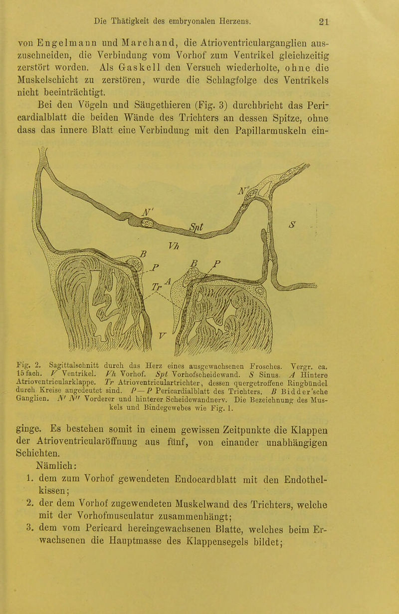 von Engelmann und Marc band, die Atrioventricularganglien aus- zuschneiden, die Verbindung vom Vorhof zum Ventrikel gleichzeitig zerstört worden. Als Gaskell den Versuch wiederholte, ohne die Muskelschicht zu zerstören, wurde die Schlagfolge des Ventrikels nicht beeinträchtigt. Bei den Vögeln und Säugethieren (Fig. 3) durchbricht das Peri- cardialblatt die beiden Wände des Trichters an dessen Spitze, ohne dass das innere Blatt eine Verbindung mit den Papillarmuskeln ein- Fig. 2. Sagittalschnitt durch das Herz eines ausgewachsenen Frosches. Vergr. ca. 15 fach, r Ventrikel. Hi Vorhof. Spt Vorhofscheidewand. S Sinus. J Hintere Atrioventricularklappe. T?- Atrioventriculartrichter, dessen quergetroffene Ringbündel durch Kreise angedeutet sind. Pericardialblatt des Trichters. B Bidder'sche Ganglien. iV A Vorderer und hinterer Scheidewandnerv. Die Bezeichnung des Mus- kels und Bindegewebes wie Fig. l. ginge. Es bestehen somit in einem gewissen Zeitpunkte die Klappen der Atrioventricularöflfnung aus fünf, von einander unabhängigen Schichten. Nämlich: 1. dem zum Vorhof gewendeten Endocardblatt mit den Endothel- kissen; 2. der dem Vorhof zugewendeten Muskelwand des Trichters, welche mit der Vorhofmusculatur zusammenhängt; 3. dem vom Pericard hereingewachsenen Blatte, welches beim Er- wachsenen die Hauptmasse des Klappensegels bildet;