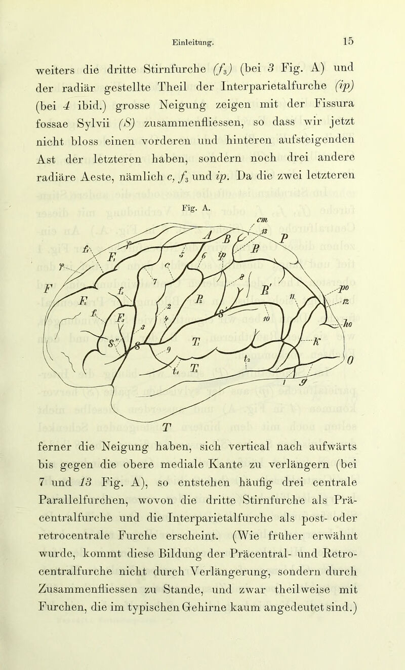 weiters die dritte Stirnfurche (fz) (bei 3 Fig. A) und der radiär gestellte Theil der Interparietalfurche (ip) (bei 4 ibid.) grosse Neigung zeigen mit der Fissura fossae Sylvii (^S) ziisammenfliessen, so dass wir jetzt nicht bloss einen Yorderen und hinteren aiitsteigenden Ast der letzteren haben, sondern nocli drei andere radiäre Aeste, nämlich c, und ip. Da die zwei letzteren Fig. A. cm ferner die Neigung haben, sich vertical nach aufwärts bis gegen die obere mediale Kante zu verlängern (bei 7 und 13 Fig. A), so entstehen häufig drei centrale Parallelfurchen, wovon die dritte Stirnfurche als Prä- centralfurche und die Interparietalfurche als post- oder retrocentrale Furche erscheint. (Wie früher erwähnt wurde, kommt diese Bildung der Präcentral- und Retro- centralfurche nicht durch Verlängerung, sondern durcli Zusammenfiiessen zu Stande, und zwar theil weise mit Furchen, die im typischen Geliirne kaum angedeutet sind.)