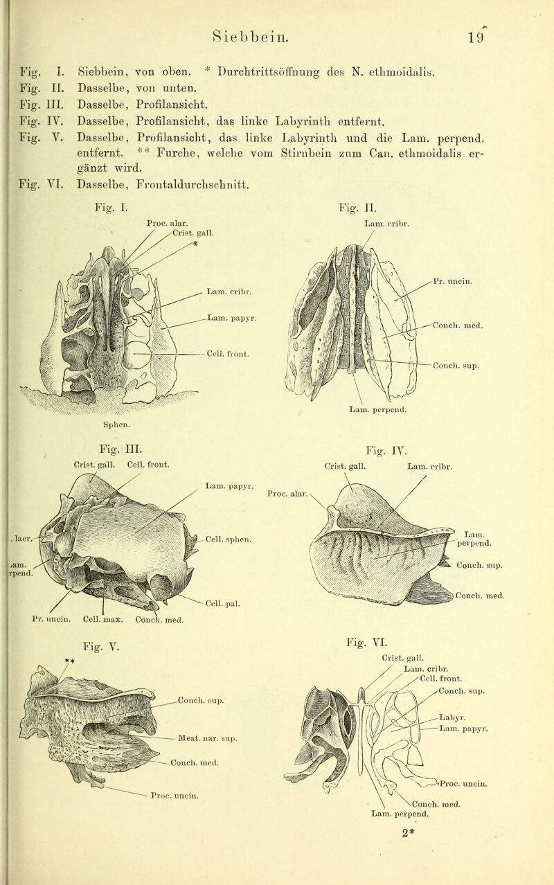 Fig. I. Siebbein, von oben. * Durchtrittsöffnung des N. ctlimoidalis. Fig. II. Dasselbe, von unten. Fig. III, Dasselbe, Profilansiclit. Fig. IV. Dasselbe, Profilansiclit, das linke Labyrintli entfernt. Fig. y. Dasselbe, Profilansicht, das linke Labyrinth und die Larn. perpend. entfernt. Furche, welche vom Stirnbein zum Can. ethmoidalis er- gänzt wird. Fig. YI. Dasselbe, Frontaldurchschnitt. Fig. L Proc. alar. Crist. gall. Fig. II. Lam. cribr. Pr. uncin. Couch, med. Concli. sup. Lam, perpend. Spheii. .. lacr. rpend. Fig. III. Crist. gall. Cell, front. Fia. lY. Lam. papyi ^ Cell, splien. Cell. pal. Proc. alar. Pr. nncin. Cell. max. Conch. med. Fig. V. Cond), sup. Meat. uar. sup. Conch. med. Crist. gall. Lam. cribr. Proc. uuciu. Conch. sup. Conch. med. Fig. VI. Crist. gall. Lam. cribr. Cell, front. Couch, sup. Labyr. Lam. papyr. V.-^Pi'OC. uncin. Couch, med. Lam. perpend.