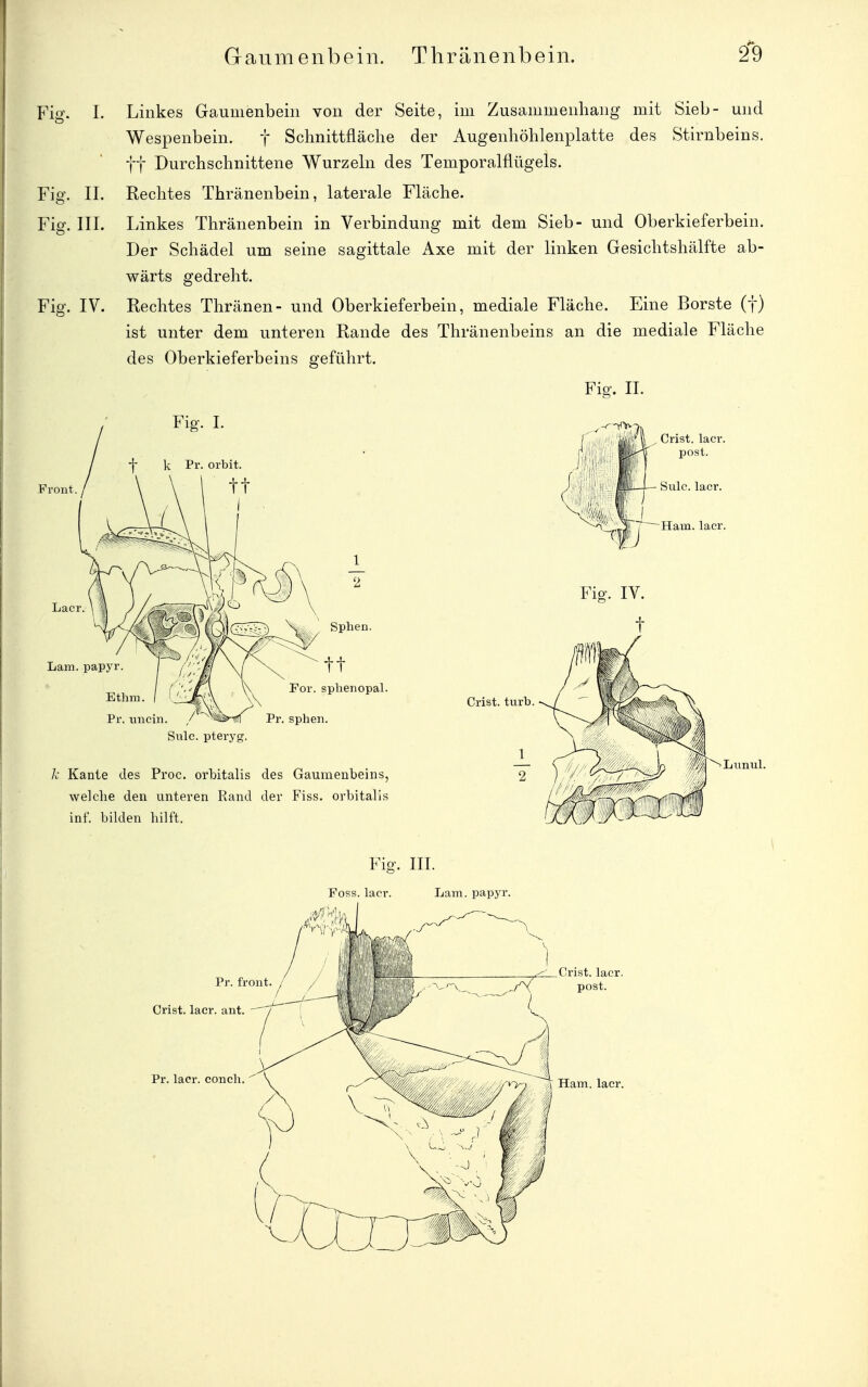 Gau 111 e 11 b e i ii. T Ii r ä ii e ii b ein. Fig. 1. Linkes Gaumenbein von der Seite, im Zusammenhang mit Sieb- und Wespenbein. f Schnittfläche der Augenhöhlenplatte des Stirnbeins, ff Durchschnittene Wurzeln des Temporalflügels. Fig. II. Rechtes Thränenbein, laterale Fläche. Fig. III. Linkes Thränenbein in Verbindung mit dem Sieb- und Oberkieferbein. Der Schädel um seine sagittale Axe mit der linken Gesichtshälfte ab- wärts gedreht. Fig. IV. Rechtes Thränen- und Oberkieferbein, mediale Fläche. Eine Borste (f) ist unter dem unteren Rande des Thränenbeins an die mediale Fläche des Oberkieferbeins geführt. Fig. II. Front Fig. 1. Laer. Lam. papyr. Sphen. tt For. splienopal. Ethm Pr. iincin. / Pr. sphen Siilc. pteryg. k Kante des Proc. orbitalis des Gaumenbeins, welche den unteren Rand der Fiss. orbitalis inf. bilden hilft. Crist. turb. Lunul. Fio-. III. Pr. front, Orist. lacr. ant, Pr. lacr. conch. ^ Foss. lacr. Crist. lacr. /V post.