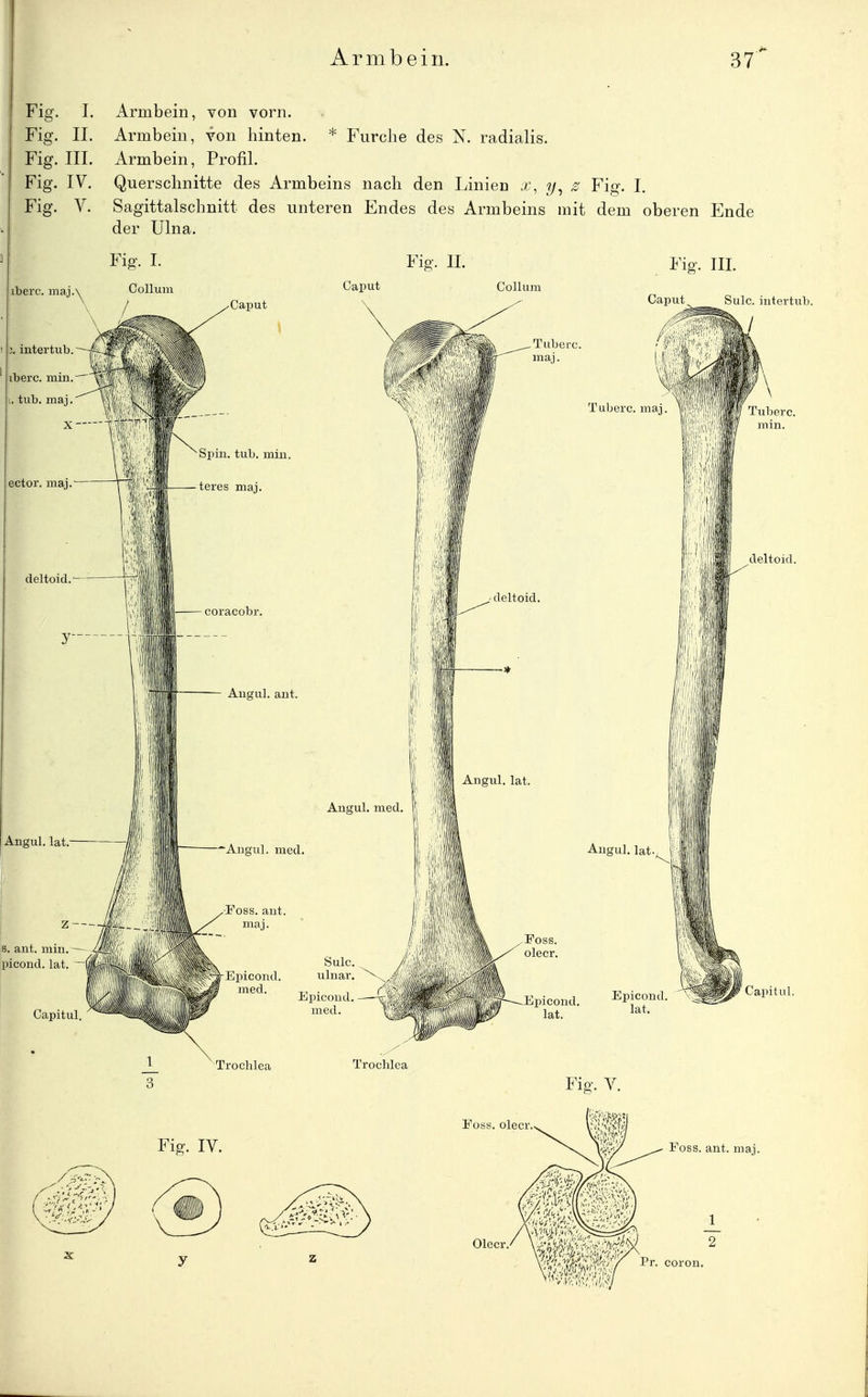 Fig. 1. Fig. II. Fig. III. Fig. IV. Fig. V. Armbein, von vorn. Armbein, von hinten. * Furche des N. radialis. Armbein, ProfiL Querschnitte des Armbeins nach den Linien x, z Fig. I. Sagittalschnitt des unteren Endes des Armbeins mit dem oberen Ende der Ulna. Fig. II. Caput Collum Caput Spin. tub. min. teres maj. coracobr. Augul. ant. Angul. lat, s. ant. min.^— picond. lat. ^Angul. med. Foss. aut. maj. Capitul Epicond. med. -r- • n ('fh Jiipicond — med. Fig. III. Caput _ Sulc. intertub. Tuberc. maj. Ii PI m Angul. lat. I' Trochlea Troclilea Epicond. Epicond. Fio-. V. deltoid. Capitul.