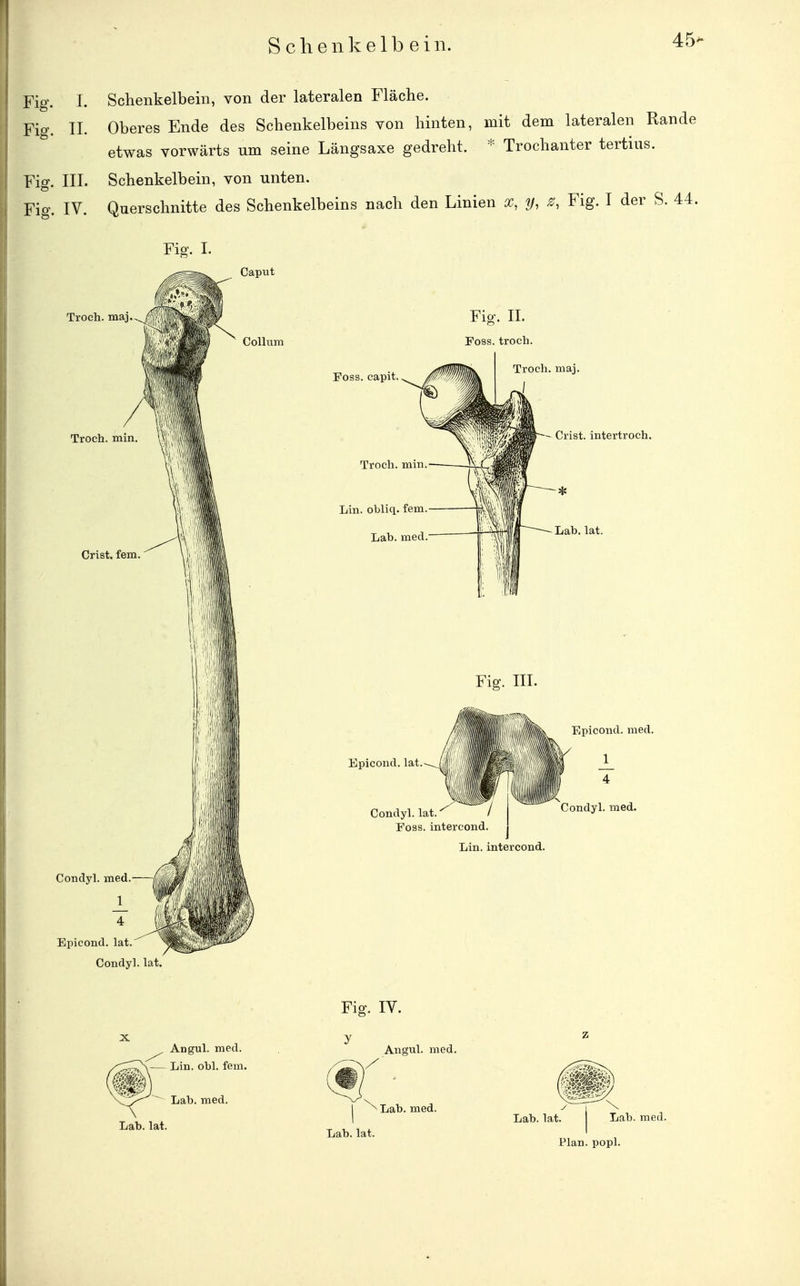 S c Ii e n k e 1 b e i n. 45- Fig. I. Schenkelbeiii, von der lateralen Fläche. Fig. IL Oberes Ende des Schenkelbeins von hinten, mit dem lateralen Rande etwas vorwärts um seine Längsaxe gedreht. - Trochanter tertius. Fig. III. Schenkelbein, von unten. Fig. IV. Querschnitte des Schenkelbeins nach den Linien x, y, ^, Fig. I der S. 44. Fig. 1. Condyl. lat. Angul. med. Lin. obl. fem. Fig. IV. y Angul. med.