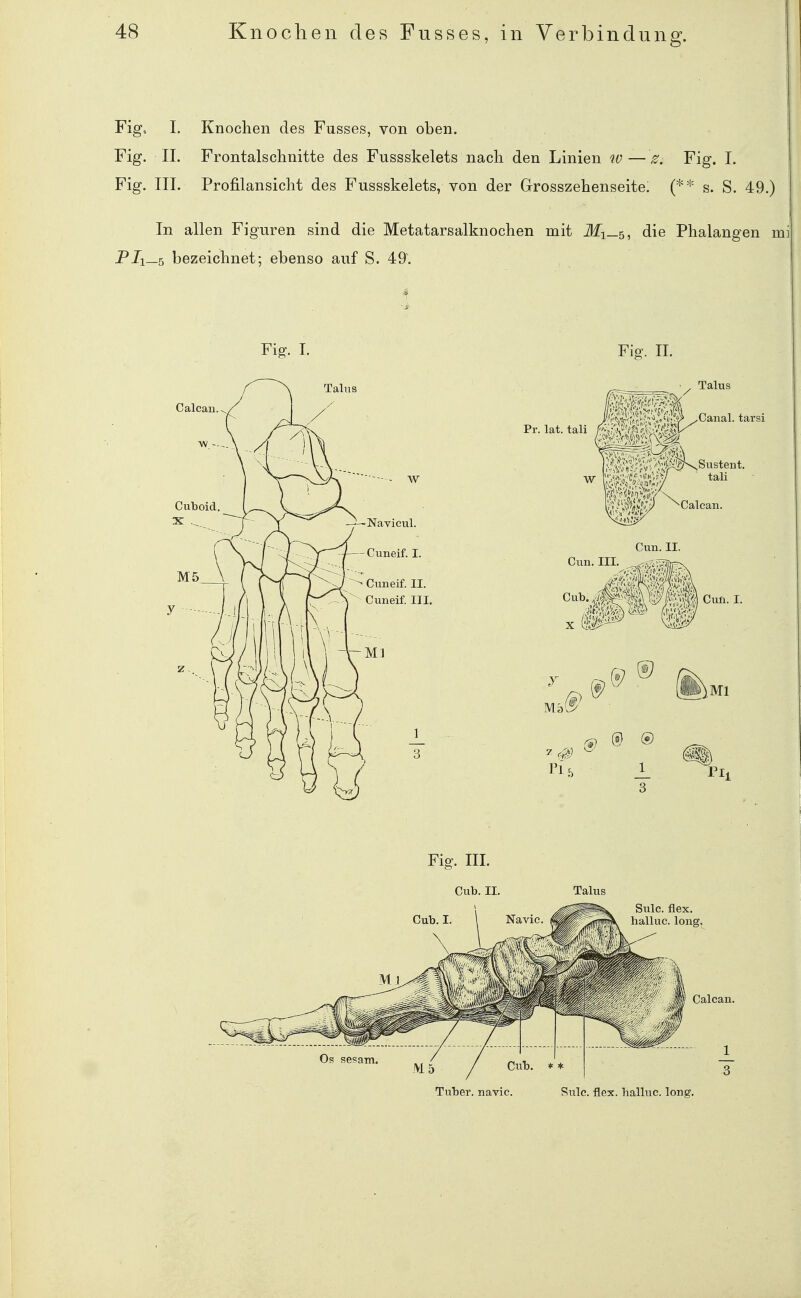 Verbindung. Figo I. Knochen des Fusses, von oben. Fig. II. Frontalschnitte des Fussskelets nach den Linien w — Fig. I. Fig. III. Profilansicht des Fussskelets, von der Grosszehenseite. (** s. S. 49.) In allen Figuren sind die Metatarsalknochen mit lfi_5, die Phalangen m PIi—s bezeichnet; ebenso auf S. 49. •i-