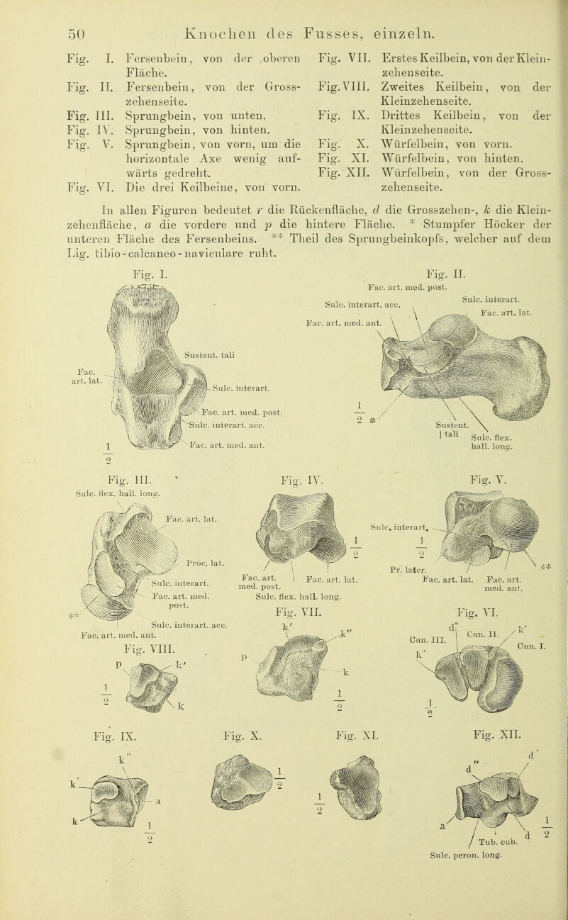 Fig. Fersenbein, von der .oberen Fläche. Fig. II. Fersenbein, von der Gross- zebenseite. Fig. III. Sprungbein, von unten. Fig. IV. Sprungbein, von hinten. Fig. V. Sprungbein, von vorn, um die horizontale Axe wenig auf- wärts gedreht. Fisf. VI, Die drei Keilbeine, von vorn. Fig. VII. Erstes Keilbein, von der Klein- zelienseite. Fig. VIII. Zweites Keilbein, von der Kleinzehenseite. Fig. IX. Drittes Keilbein, von der Kleinzehenseite. Fig. X. Würfelbein, von vorn. Fig. XI. Würfelbein, von hinten. Fig. XII. Würfelbein, von der Gross- zehenseite. In allen Figuren bedeutet r die Rückenfläche, d die Grosszehen-, k die Klein- zehenfläche, a die vordere und p die hintere Fläche. * Stumpfer Höcker der unteren Fläche des Fersenbeins. Theil des Sprungbeinkopfs, welcher auf dem Liff. tibio-calcaneo-naviculare ruht. Fig. I. Sulc. interart. acc Fac. art. med. aiit Fig. II. Fac. art. med. post. Sulc. interart. \ Fac. art. lat. Sustent. tali Fac. art. lat. 2 Fig. III. Siüc. flex. hall, long. L Sulc. interart. Fac. art. med. post. Snlc. interart. acc. Fac. art. med. ant. \ Sustent. 1 Sulc. flex, hall. Ions;. Fiff. IV. Fig. Y Fac alt lat. / l'ioc. lat. Sulc. interart. Fac. art. med. post. Sulc. interart. acc. Fac. art. med. ant. Fac. art. lat. Fac. art. med. post. Sulc. flex. hall. long. Sulc, interart. Pr. later. Fac. art. lat Fio-. VIL Fitr. VIII, Clin. III. Fig. YI. ■| Cun. II. Fig, X. r Fig, XL Fiö:. XII. Tub. cub. Sulc. peron. long.