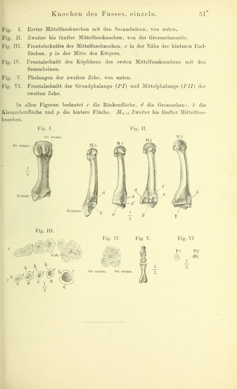 Knochen des Fusses, einzeln. Fig. I. Erster Mittelfussknoclien mit den Sesambeinen, von unten. Fig. II. Zweiter bis fünfter Mittelfussknochen, von der Grosszelienseite. Fig. III. Frontalschnitte der Mittelfussknochen; x in der Nähe der hinteren End- flächen, y in der Mitte des Körpers. Fig. IV. Frontalschnitt des Köpfchens des ersten Mittelfussknochens mit den Sesambeinen. Fig. V. Phalangen der zweiten Zehe, von unten. Fig. VI. Frontalschnitt der Grundphalange (PJ) und Mittelphalange {JPJI) der zweiten Zehe. In allen Figuren bedeutet r die Rückenfläche, d die Grosszehen-, A: die Kleinzehenfläche und 'p die hintere Fläche. M2—b Zweiter bis fünfter Mittelfuss- knoclien. Fig. II. Os sesani. Tuberc.-p ; . Fio'. III.