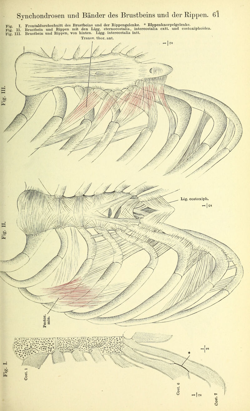 Synchondrosen und Bänder des Brustbeins und der Rippen. Fig. I. Frontaldurchschnitt des Brvistbeins und der Eippengelenke. * Eippenknorpelgelenke. Fig.* II. Brustbein und Kippen mit den Ligg. sternocostalia, intercostalia extt. und costoxiplioidea. Fig! III. Brustbein und Kippen, von hinten. Ligg. intercostalia intt. Transv. thor, ant.