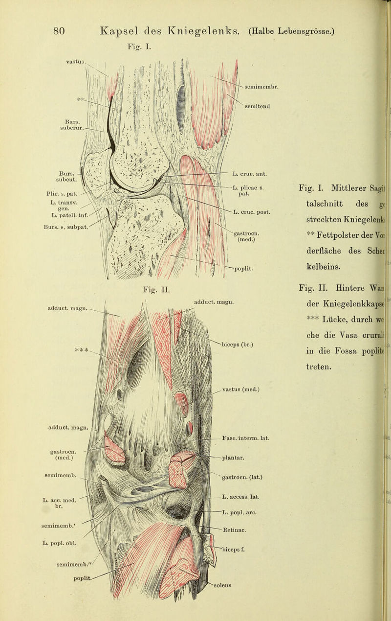 Fig. I. liiiiii il IjIIP semimembr. semitend Plic. s. pat / ^ lt. patell. ml. Burs. s. subi)at. Ol L. cruc, post. ■gastrocn. (med.) •poplit. Fig. II. adduct. magn. adduct. magn. biceps (br.) vastus (med.) Fase, interm. lat. semimemb L. acc. med. br. \ M semimemb.' \ L. popl. obl biceps f. soleus Fig. I. Mittlerer Sagii talschnitt des ge streckten Kniegelenk Fettpolster der Yoi derfläche des Scheu kelbeins. Fig. IL Hintere Wan der Kniegelenkkapse *** Lücke, durch we. che die Vasa crurali in die Fossa poplite treten.