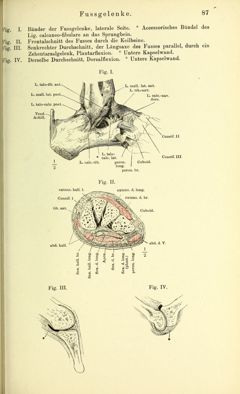 Accessorisches Bündel des 1. Bänder der Fussgelenke, laterale Seite. Lig. calcaneo-fibulare an das Sprungbein. 'Fig. II. Frontalschnitt des Fusses durch die Keilbeine. 'big. III. Senkrechter Durchschnitt, der Längsaxe des Fusses parallel, durch ein Zehentarsalgelenk, Plantarflexion. * Untere Kapselwand. Fig. IV. Derselbe Durchschnitt, Dorsalflexion. * Untere Kapselwand. Fig. I. L. calc.-fib. peron. i Cuboid. long. peron. br. Cuneif. II Cuneif. III Fig. IL extens. il. long, extens. d. br. abd. hall Cuboid. abd. d. V.