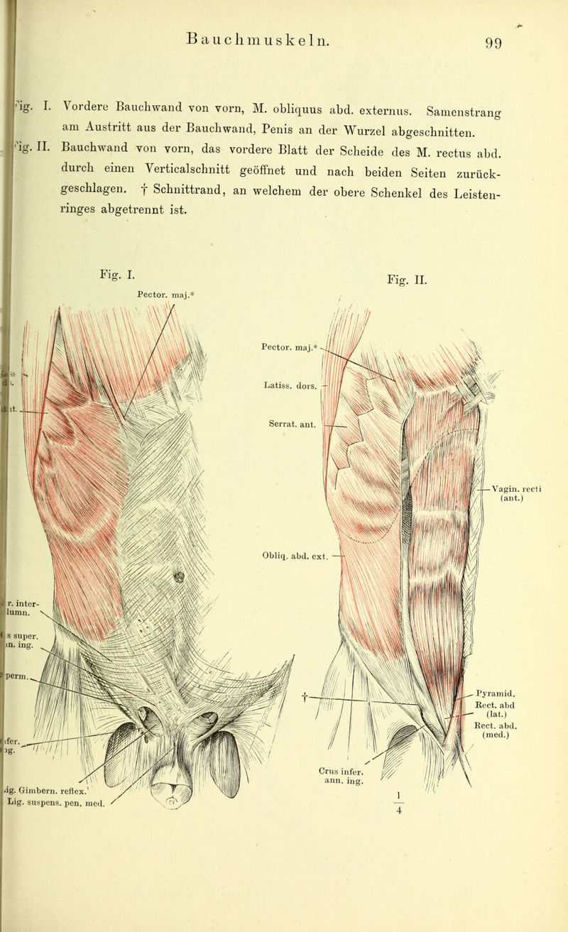 Baue Ii m u s k e 1 n. ■ig. 1. Vordere Bauchwand von vorn, M. obliquus abd. externus. Samenstrang am Austritt aus der Baucliwand, Penis an der Wurzel abgeschnitten. •'ig. II. Bauchwand von vorn, das vordere Blatt der Scheide des M. rectus abd. durch einen Verticalschnitt geöffnet und nach beiden Seiten zurück- geschlagen, t Schnittrand, an welchem der obere Schenkel des Leisten- ringes abgetrennt ist.