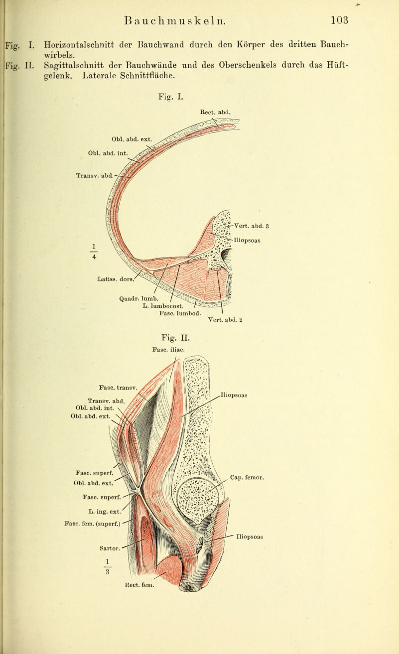 Fig. I. Horizontalschnitt der Bauchwand durch den Körper des dritten Bauch- wirbels. Fig. II. Sagittalschnitt der Bauchwände und des Oberschenkels durch das Hüft- gelenk. Laterale Schnittfläche. Fig. I. Obl. abcl. ext Obl. abd. int. Transv. abd Rect. abd. Latiss. dors Quadr. lumb. L. lumbocost. Fase, lumbod. Vert. abd. 2 Fig. n. Pasc, iliac. Fase, transv Transv. abd Obl. abd. int. Obl. abd. ext. Gap. femor. Fase, superf. L. ing. ext Fase. fem. (superf.) Iliopsoas Reet. fem