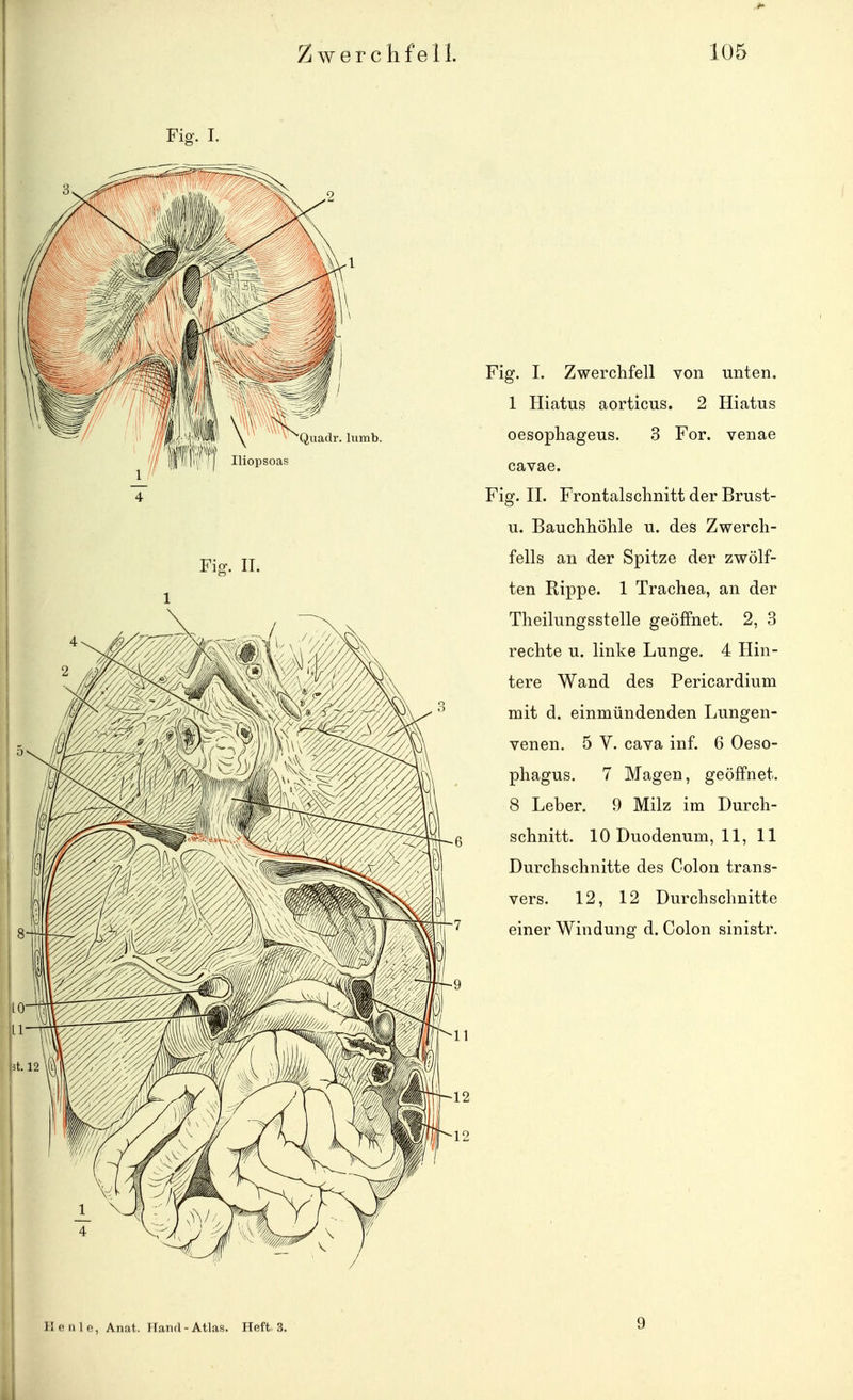 Fiff. I. Fm. II. Fig. I. Zwerchfell von unten. 1 Hiatus aorticus. 2 Hiatus oesophageus. 3 For. venae cavae. Fig. II. Frontalschnitt der Brust- u. Bauchhöhle u. des Zwerch- fells an der Spitze der zwölf- ten Rippe. 1 Trachea, an der Theilungsstelle geöffnet. 2, 3 rechte u. linke Lunge. 4 Hin- tere Wand des Pericardium mit d. einmündenden Lungen- venen. 5 Y. Cava inf. 6 Oeso- phagus. 7 Magen, geöffnet. 8 Leber. 9 Milz im Durch- schnitt. 10 Duodenum, 11, 11 Durchschnitte des Colon trans- vers. 12, 12 Durchschnitte einer Windung d. Colon sinistr. Heule, Anat. Hand - Atlas. Heft 3. 9