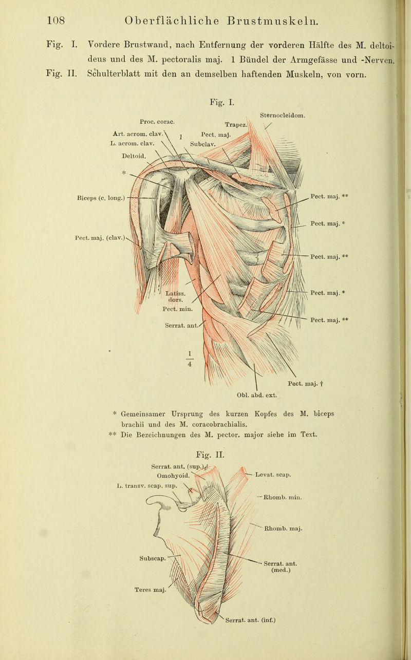 Fig. I. Vordere Brustwand, nach Entfernung der vorderen Hälfte des M. deltoi- deus und des M. pectoralis maj. 1 Bündel der Armgefässe und -Nerven. Fig. II. Schulterblatt mit den an demselben haftenden Muskeln, von vorn. Fig. I. Sternocleidom. Proc. corac ßiceps (c. long, Pect. maj. (clav.) Pect. maj. f Obl. abd. ext. * Gemeinsamer Ursprung des kurzen Kopfes des M. biceps brachii und des M. coracobrachialis. Die Bezeichnungen des M. pector. major siehe im Text. Fig. II. Serrat. ant. (sup.)yti Omohyoid. L. transv. scap. sup. \^ \\ V/ Levat. scap. - ßhomb. min. ßhomb. maj. Serrat. ant. (med.)