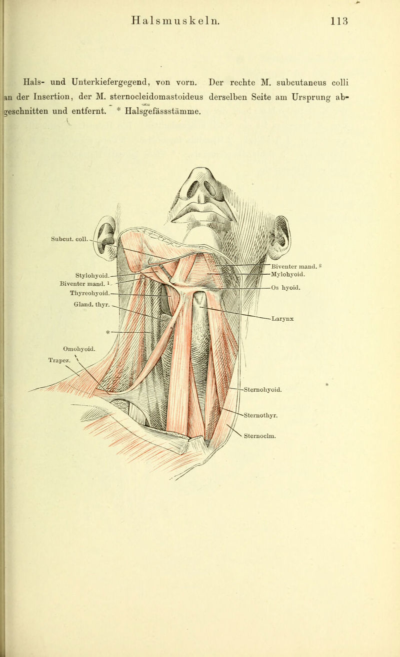 Hals- und Unterkiefergegend, von vorn. Der rechte M. subcutaneus colli an der Insertion, der M. sternocleidomastoideus derselben Seite am Ursprung ab- Igeschnitten und entfernt. * Halsgefässstämme.