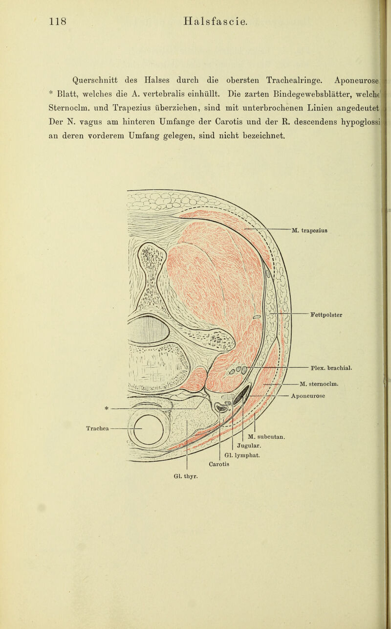 Querschnitt des Halses durch die obersten Tracheairinge. Aponeurose; * Blatt, welches die A. vertebralis einhüllt. Die zarten Bindegewebsblätter, welche Sternoclm. und Trapezius überziehen, sind mit unterbrochenen Linien angedeuteti Der N. vagus am hinteren Umfange der Carotis und der R. descendens hypoglossij an deren vorderem Umfang gelegen, sind nicht bezeichnet. ■ M. trapezius Fettpolster Plex. brachial. M. sternoclm. Aponeurose