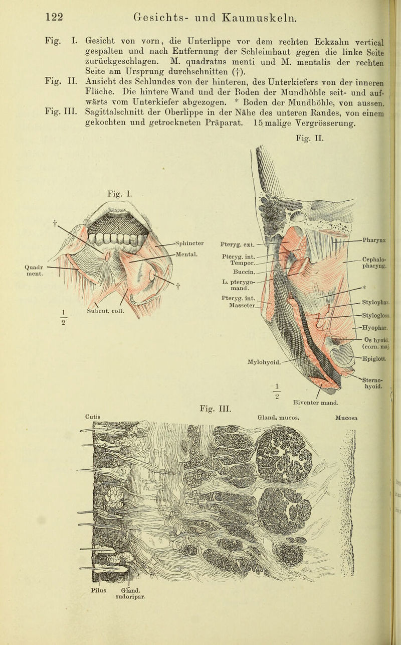 Fig. I. Gesicht von vorn, die Unterlippe vor dem rechten Eckzahn vertical gespalten und nach Entfernung der Schleimhaut gegen die linke Seite zurückgeschlagen. M. quadratus menti und M. mentalis der rechten Seite am Ursprung durchschnitten (f). Fig. II. Ansicht des Schlundes von der hinteren, des Unterkiefers von der inneren Fläche. Die hintere Wand und der Boden der Mundhöhle seit- und auf- wärts vom Unterkiefer abgezogen. * Boden der Mundhöhle, von aussen. Fig. III. Sagittalschnitt der Oberlippe in der Nähe des unteren Randes, von einem gekochten und getrockneten Präparat. 15. malige Yergrösserung. Fig. IL Pilus Gland. sudoripar.